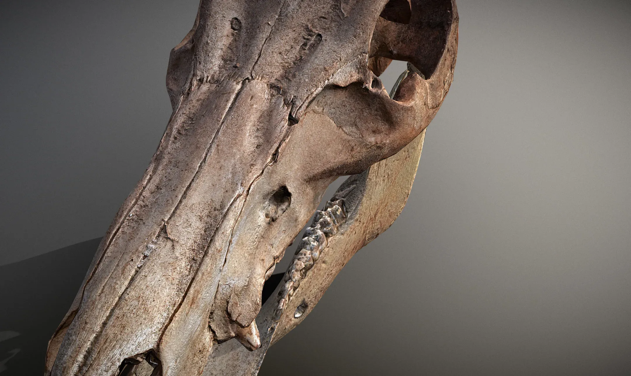 Wild Boar Skull & Lower Jaw