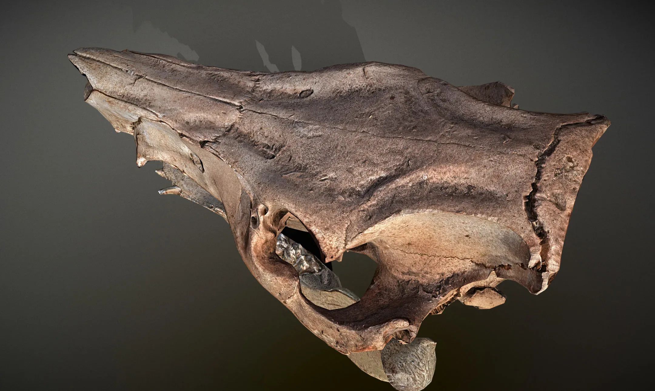 Wild Boar Skull & Lower Jaw
