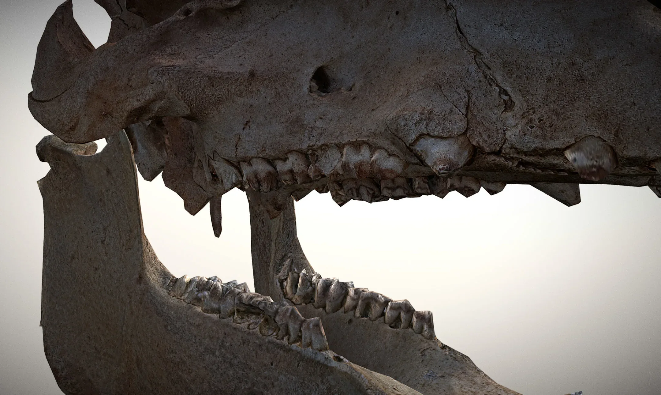 Wild Boar Skull & Lower Jaw