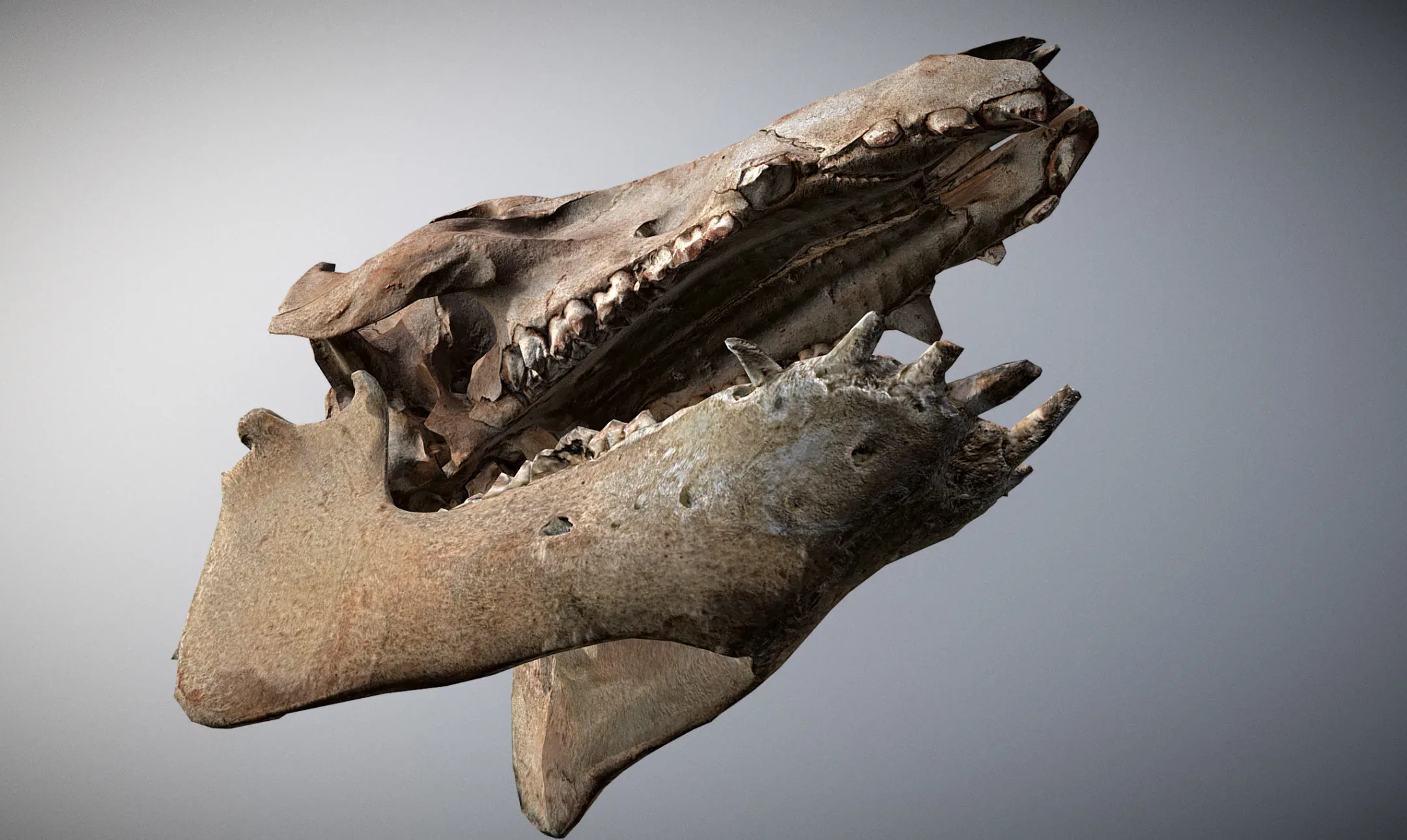 Wild Boar Skull & Lower Jaw