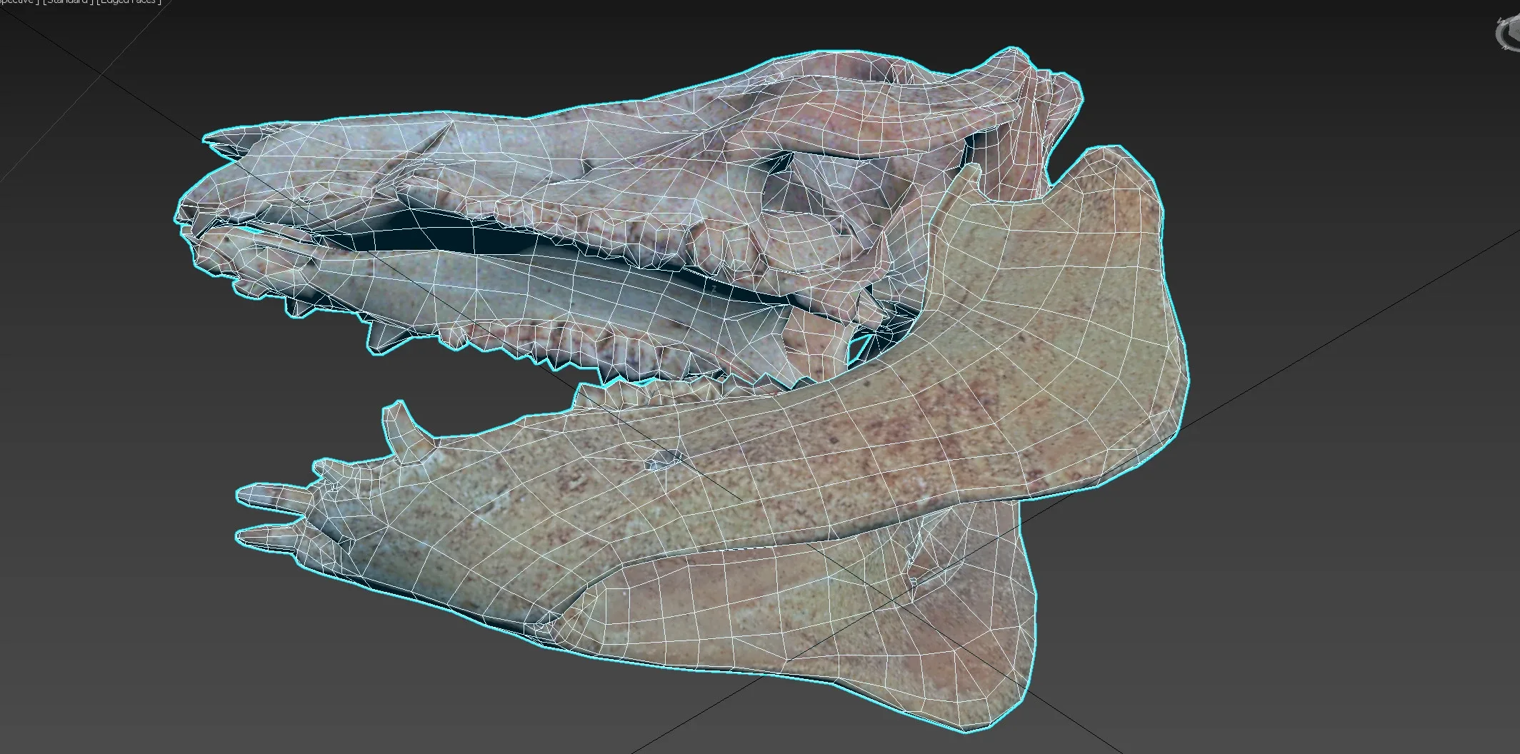 Wild Boar Skull & Lower Jaw