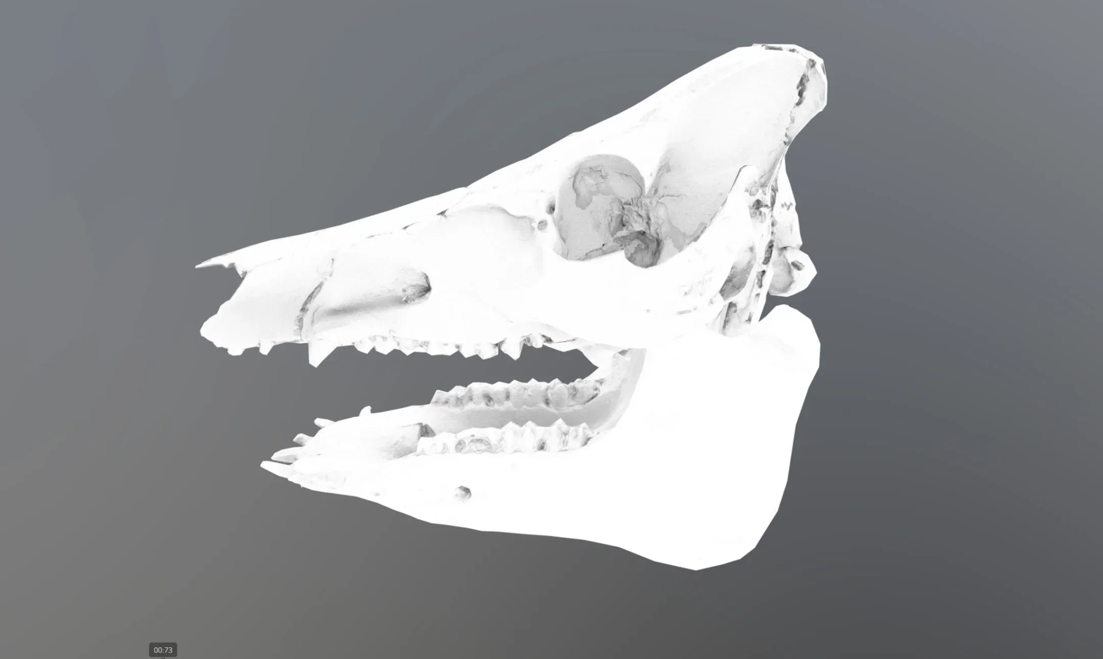 Wild Boar Skull & Lower Jaw