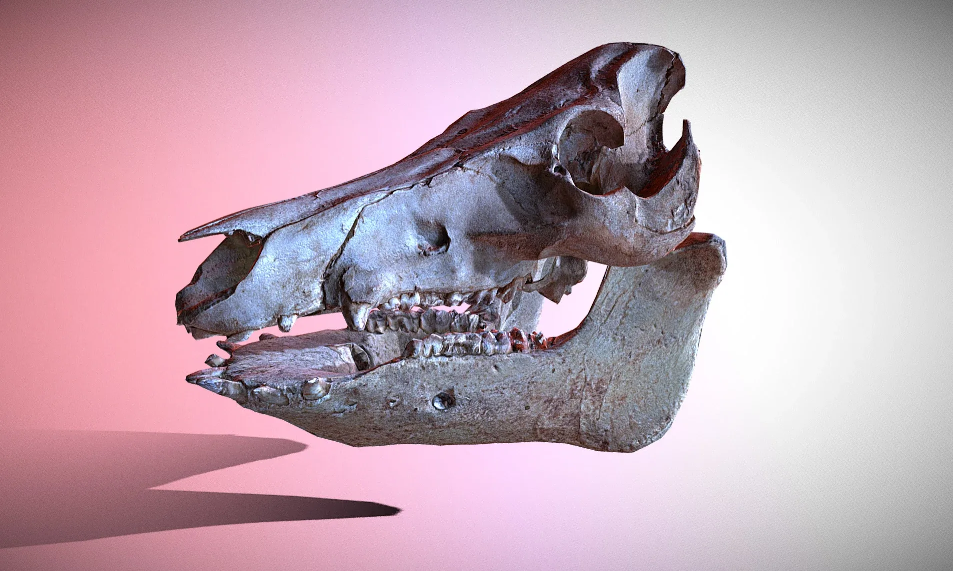 Wild Boar Skull & Lower Jaw