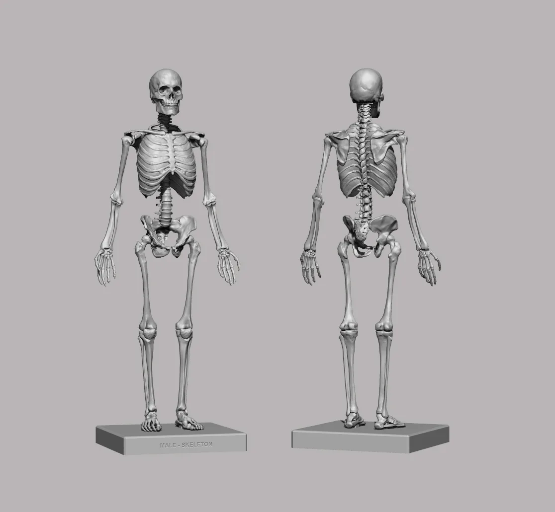 3D Printable Anatomical Human Skeleton (STL)