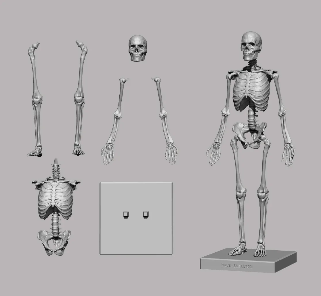 3D Printable Anatomical Human Skeleton (STL)