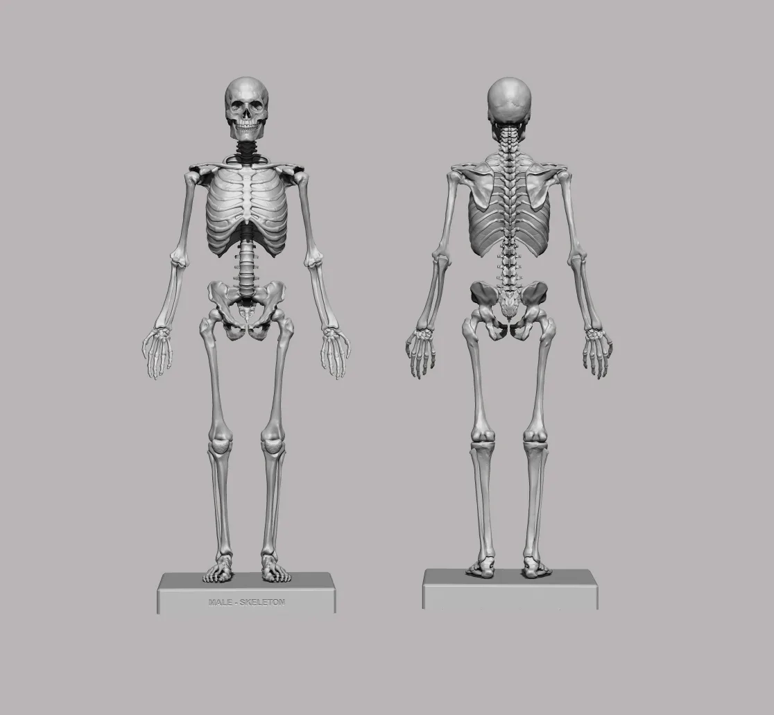 3D Printable Anatomical Human Skeleton (STL)