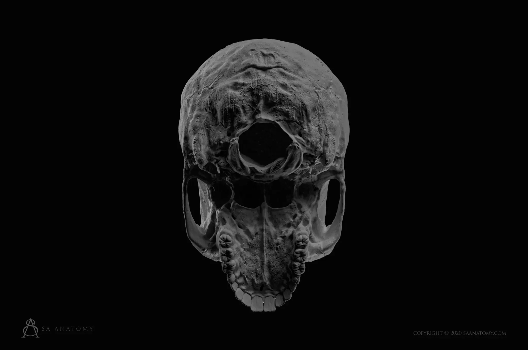 HD Female Skull