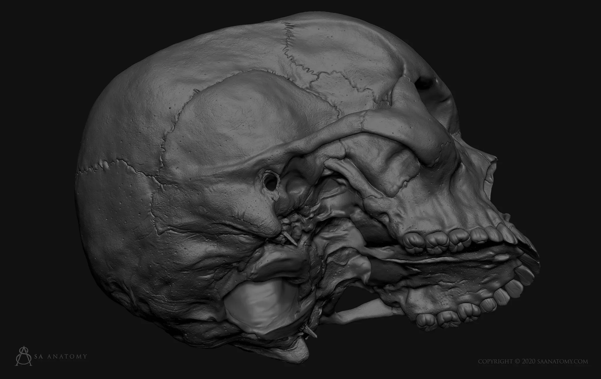 HD Female Skull