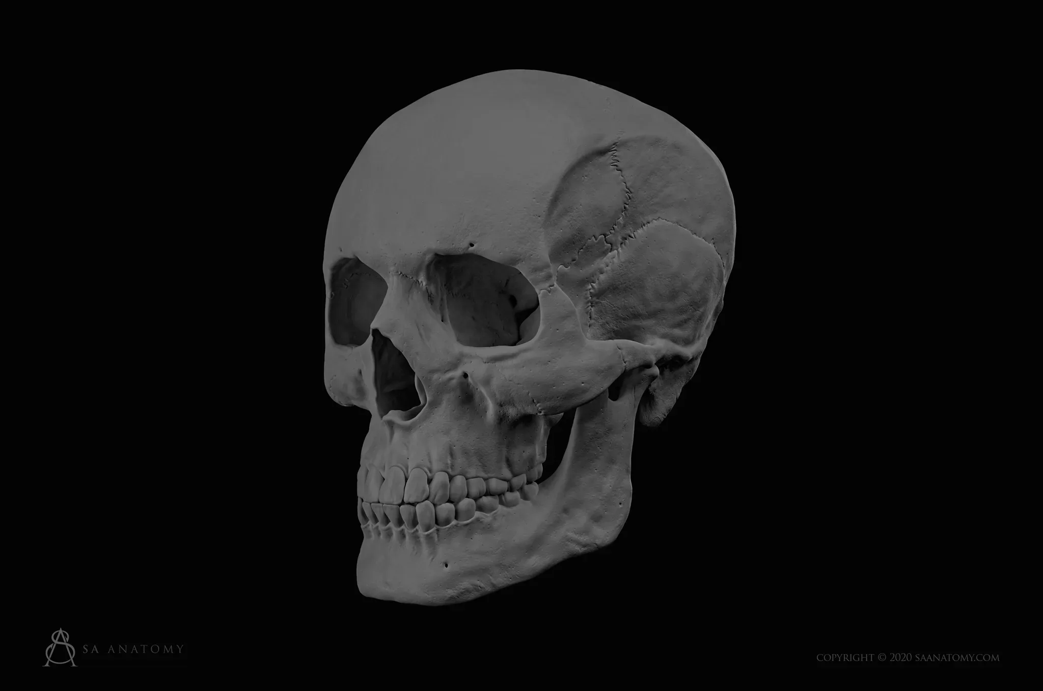 HD Male Skull