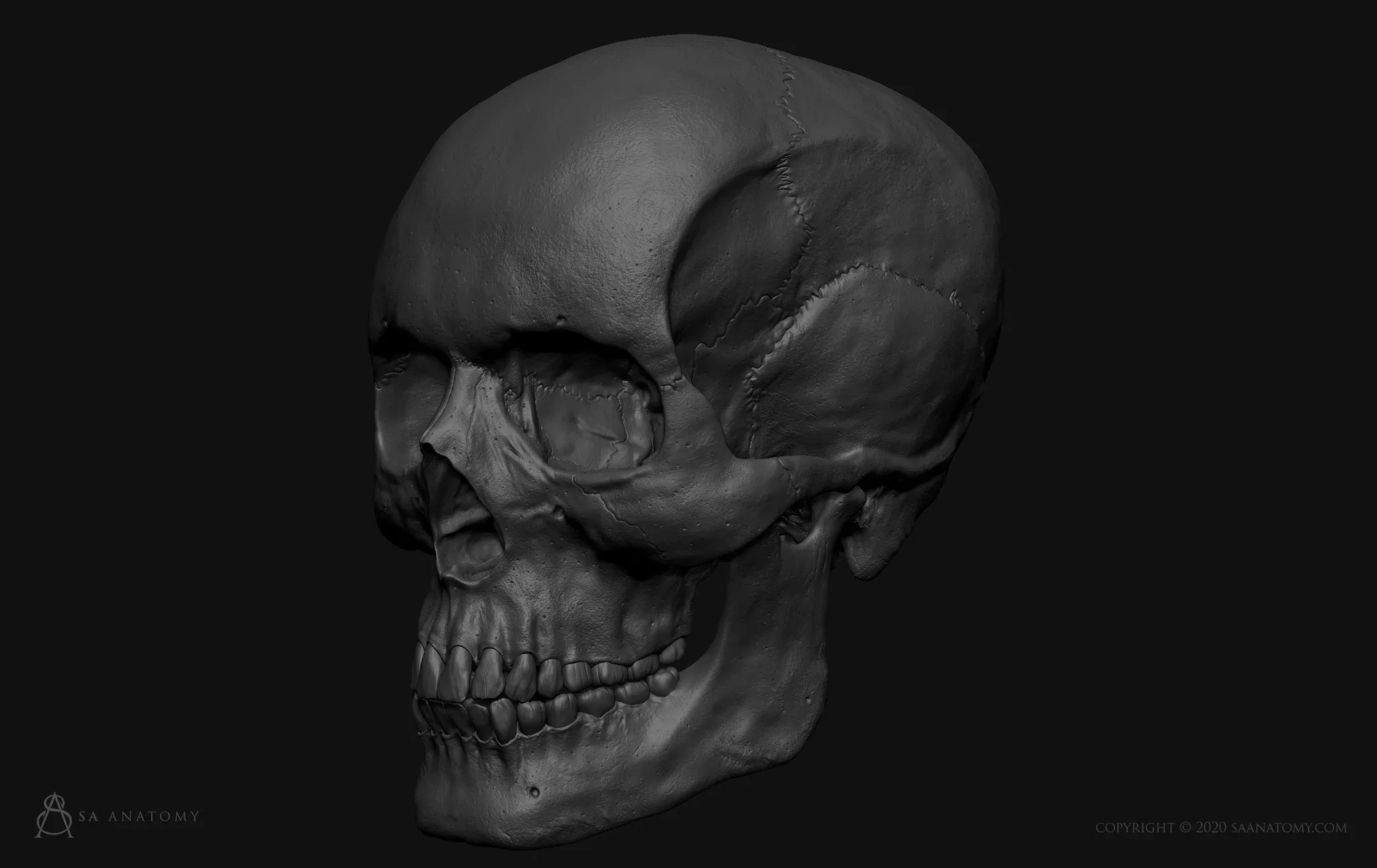 HD Male Skull