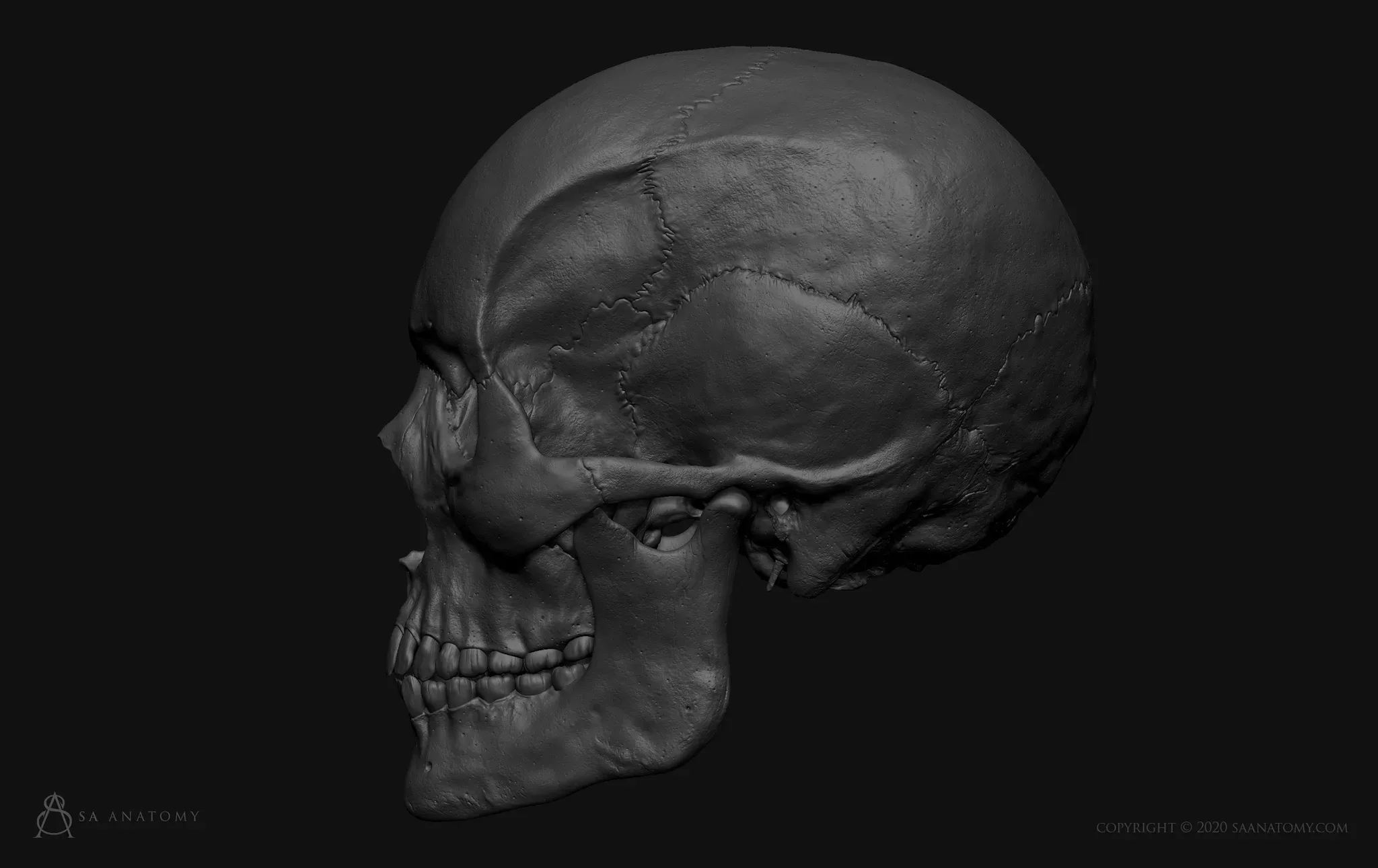 HD Male Skull