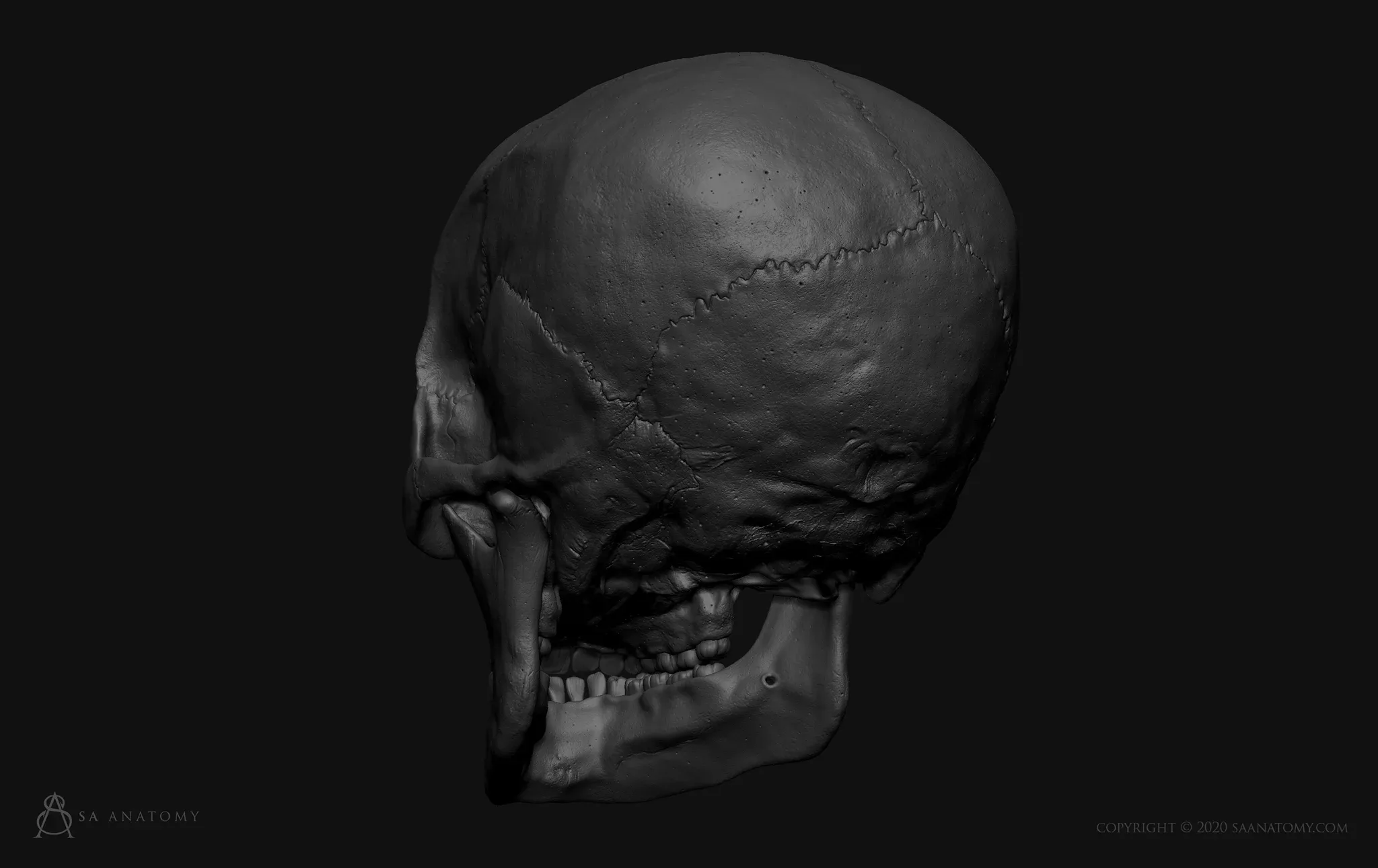 HD Male Skull