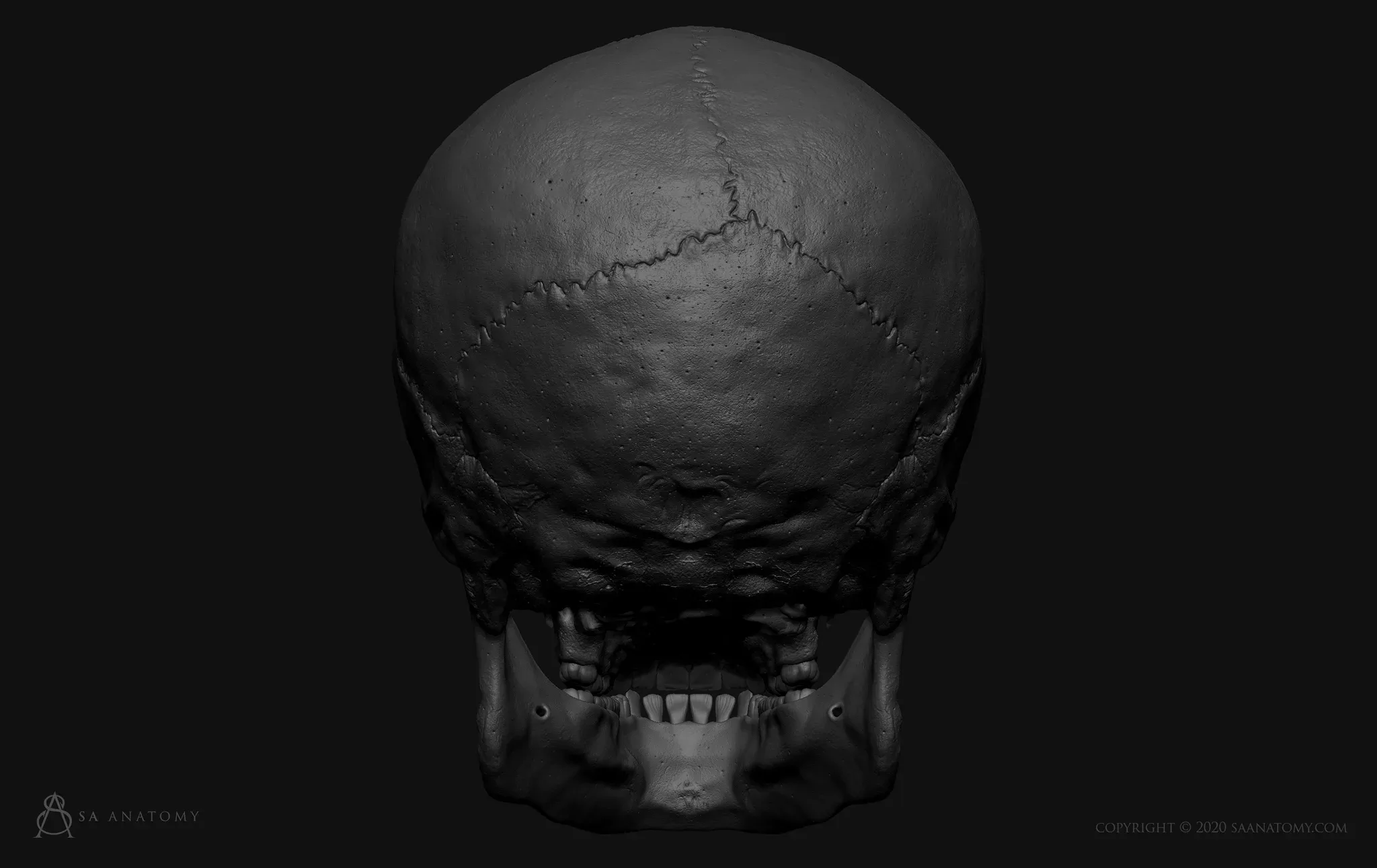 HD Male Skull