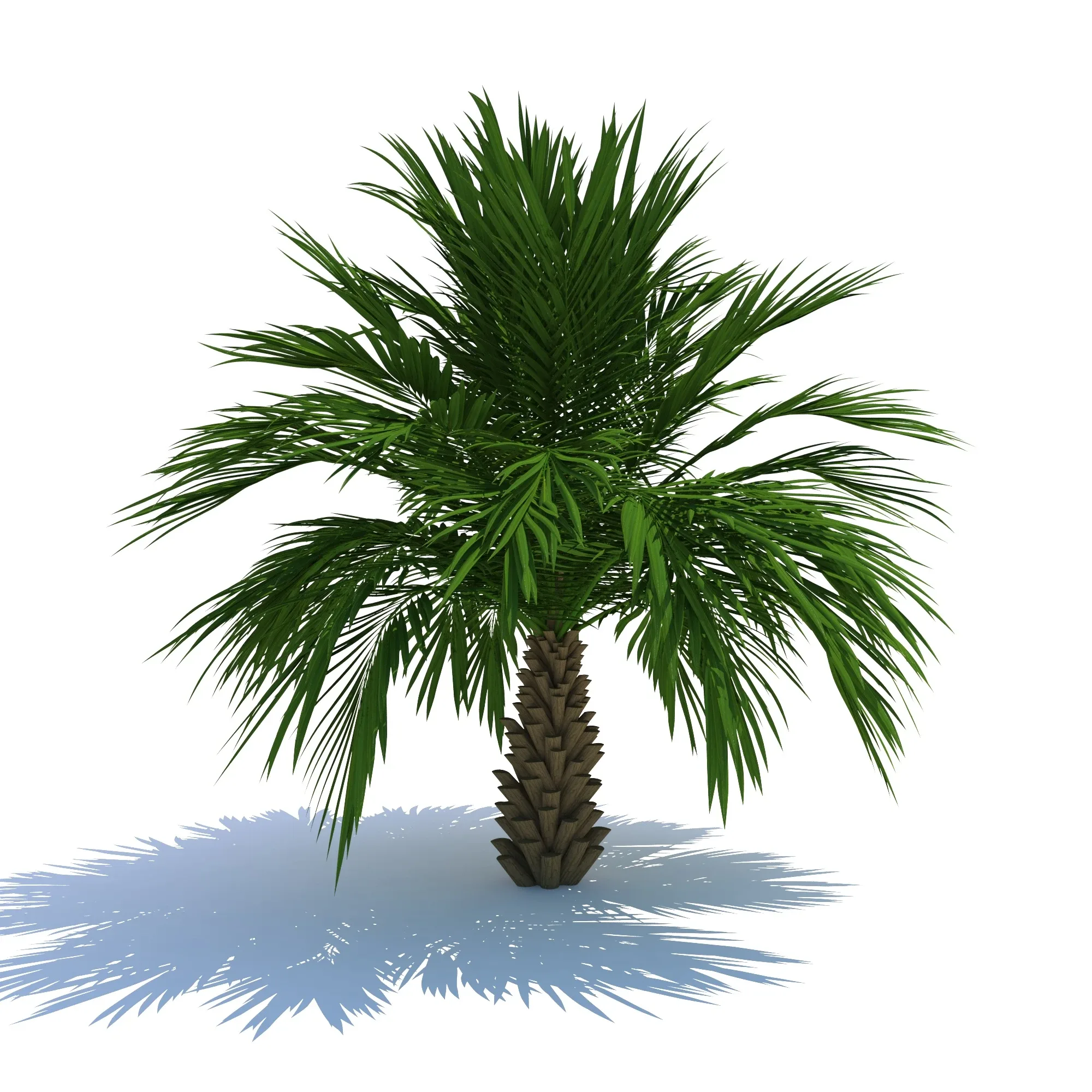 Palm Tree