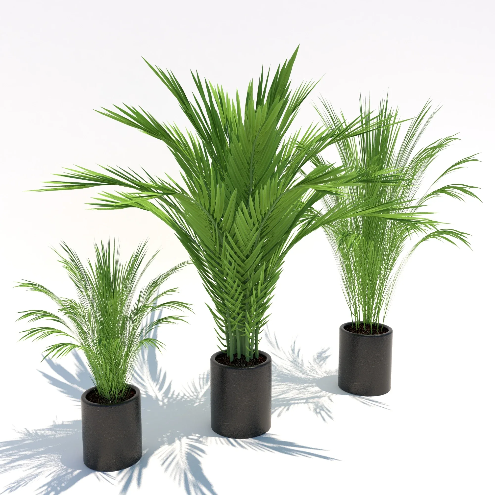 Small Palms