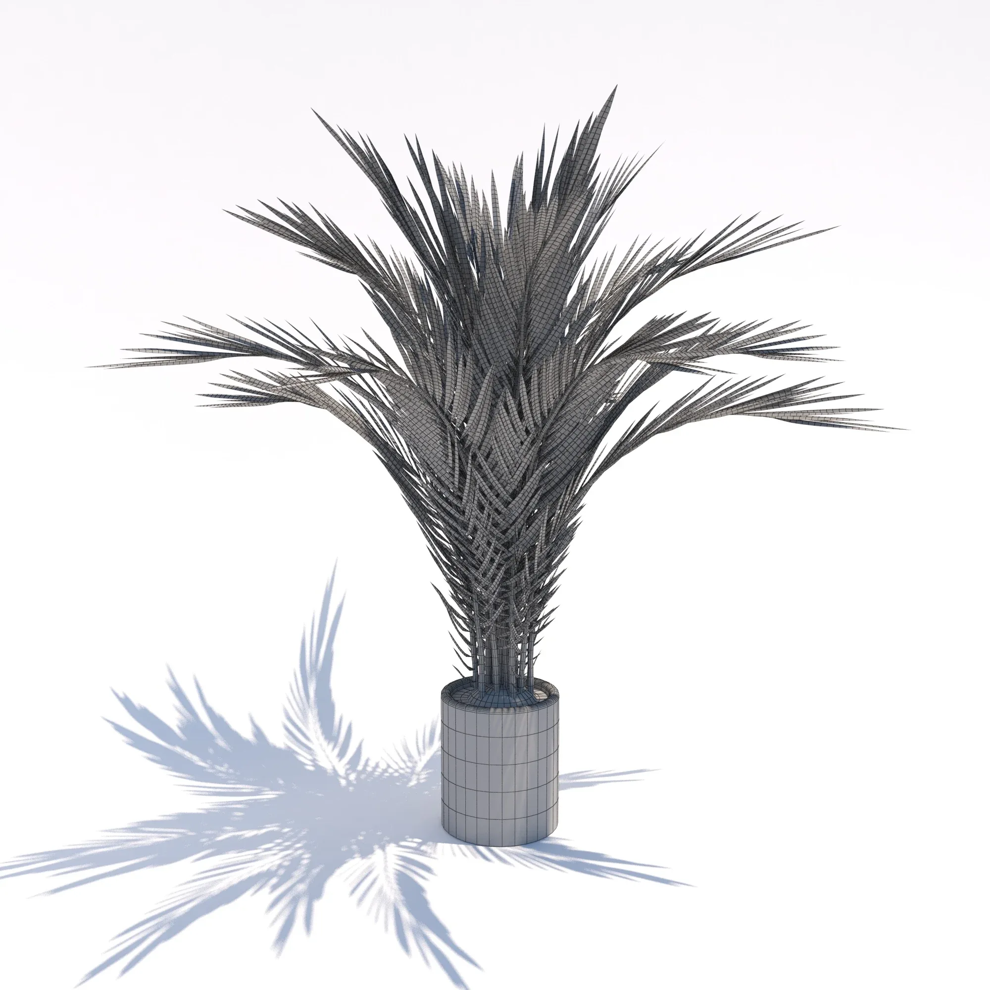 Small Palms