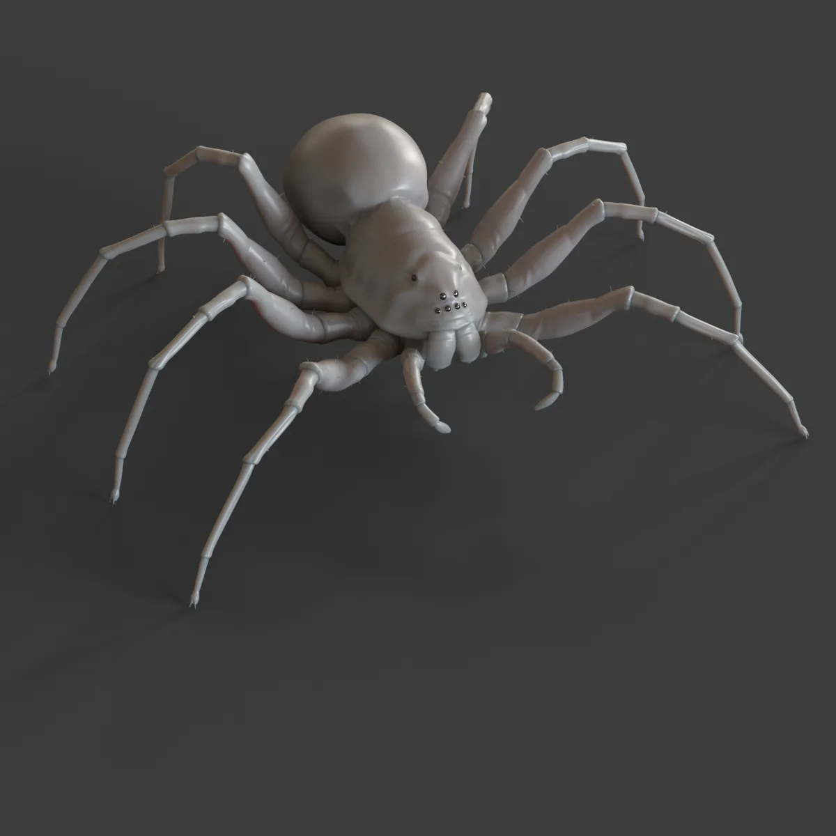 Spider 3D Model