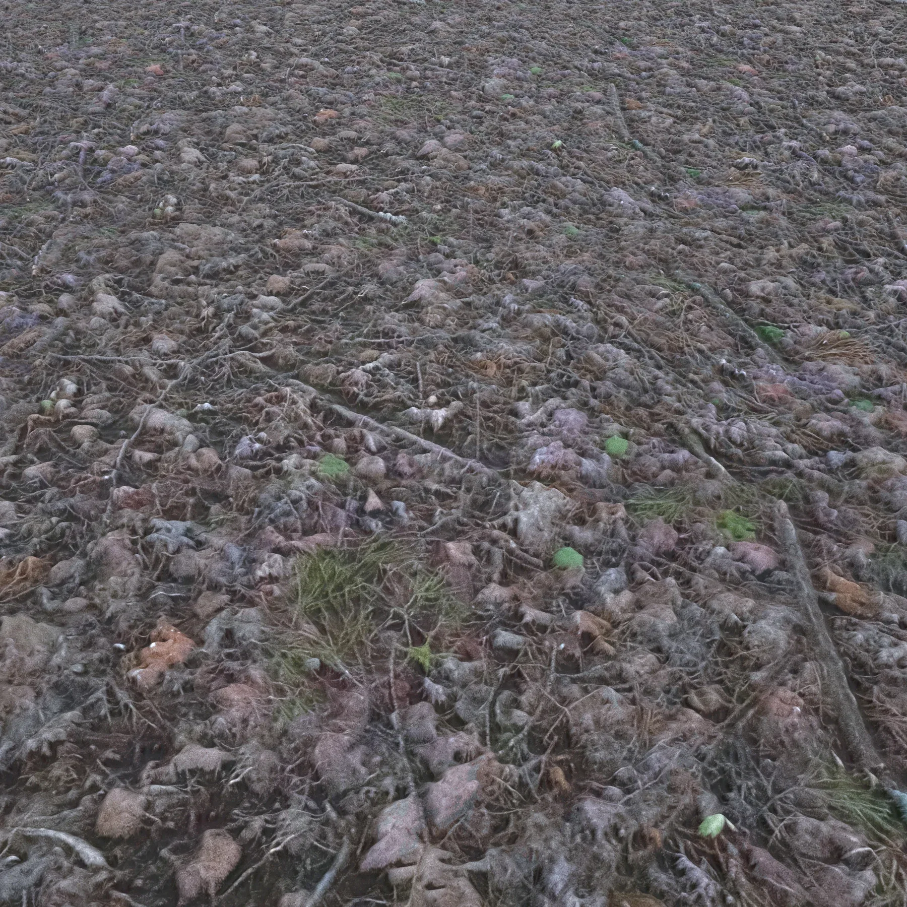 Photoscanned Forest Ground