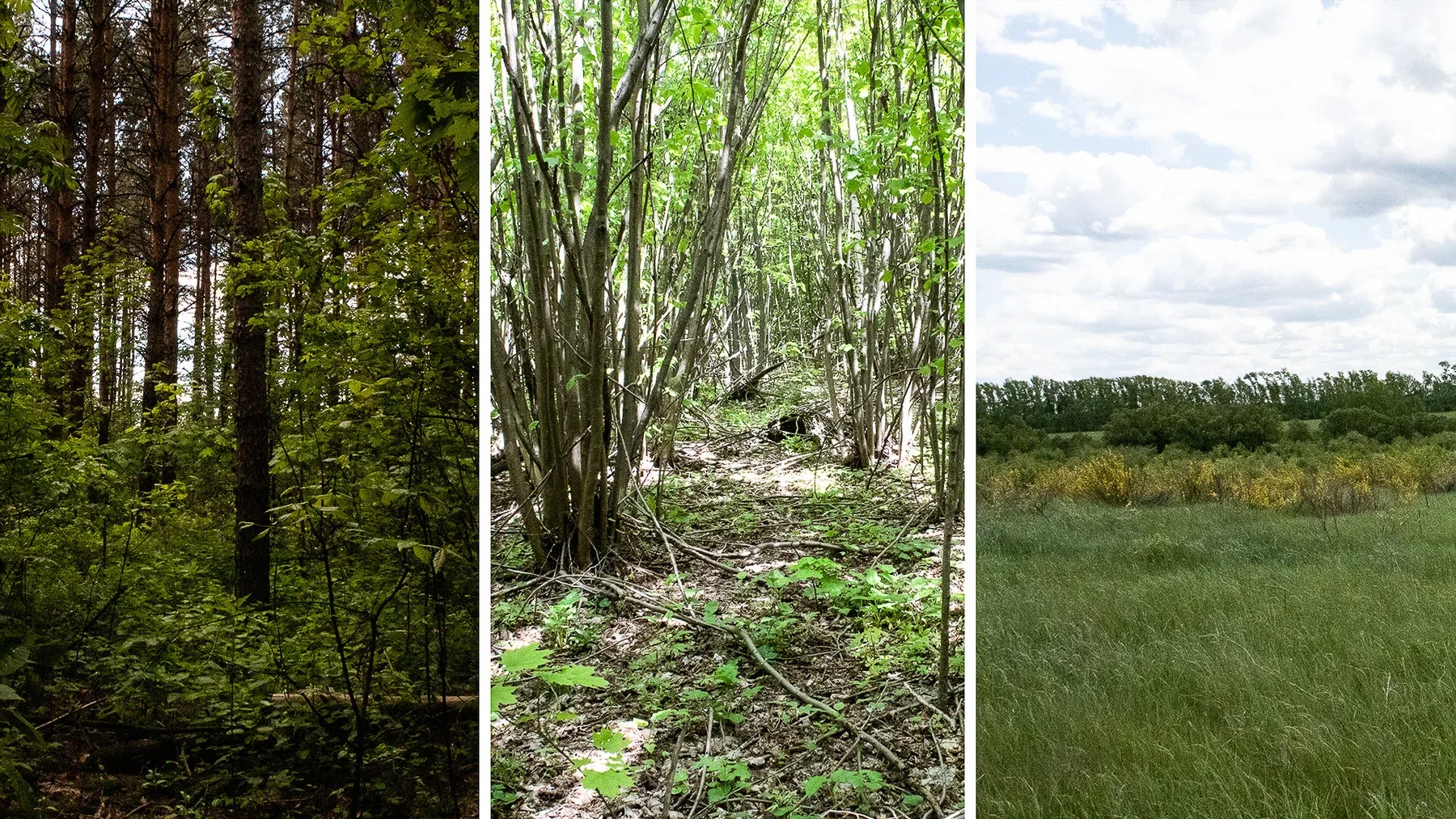 Photoscanned Forest Ground