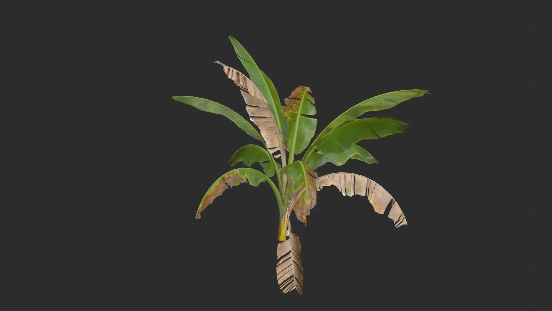 Banana Trees 01