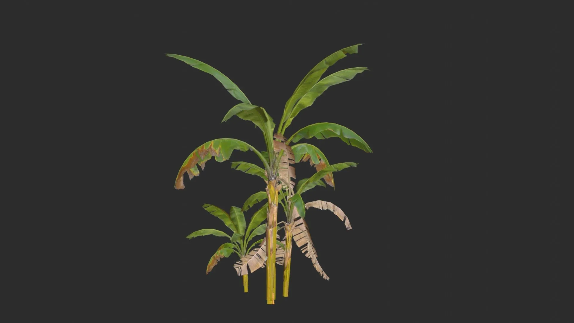 Banana Trees 03 FlippedNormals