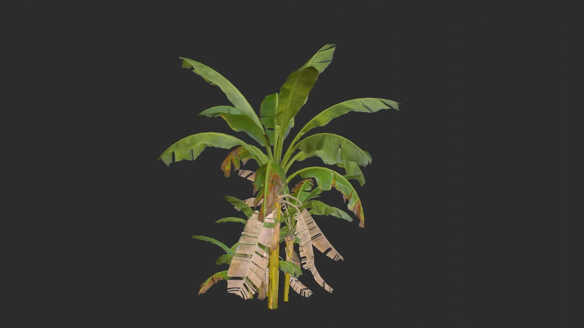 Banana Trees 03