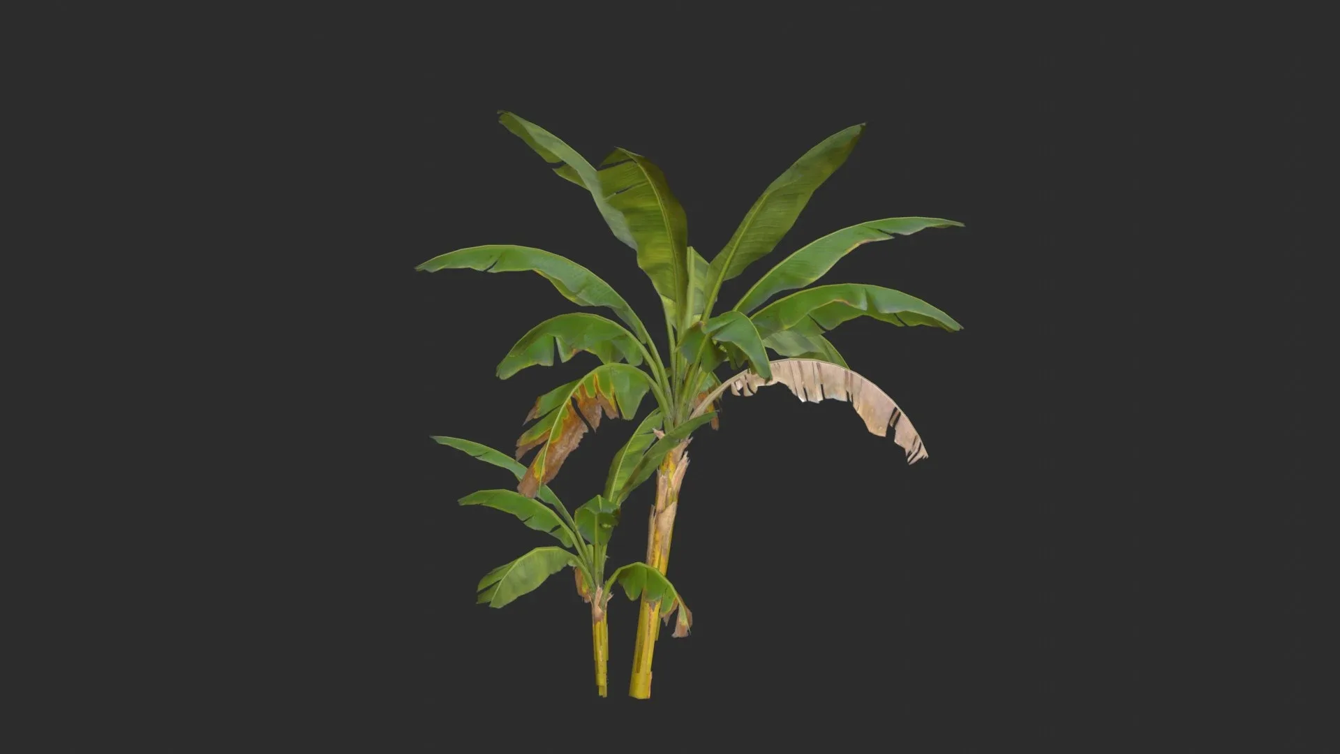 Banana Trees 03