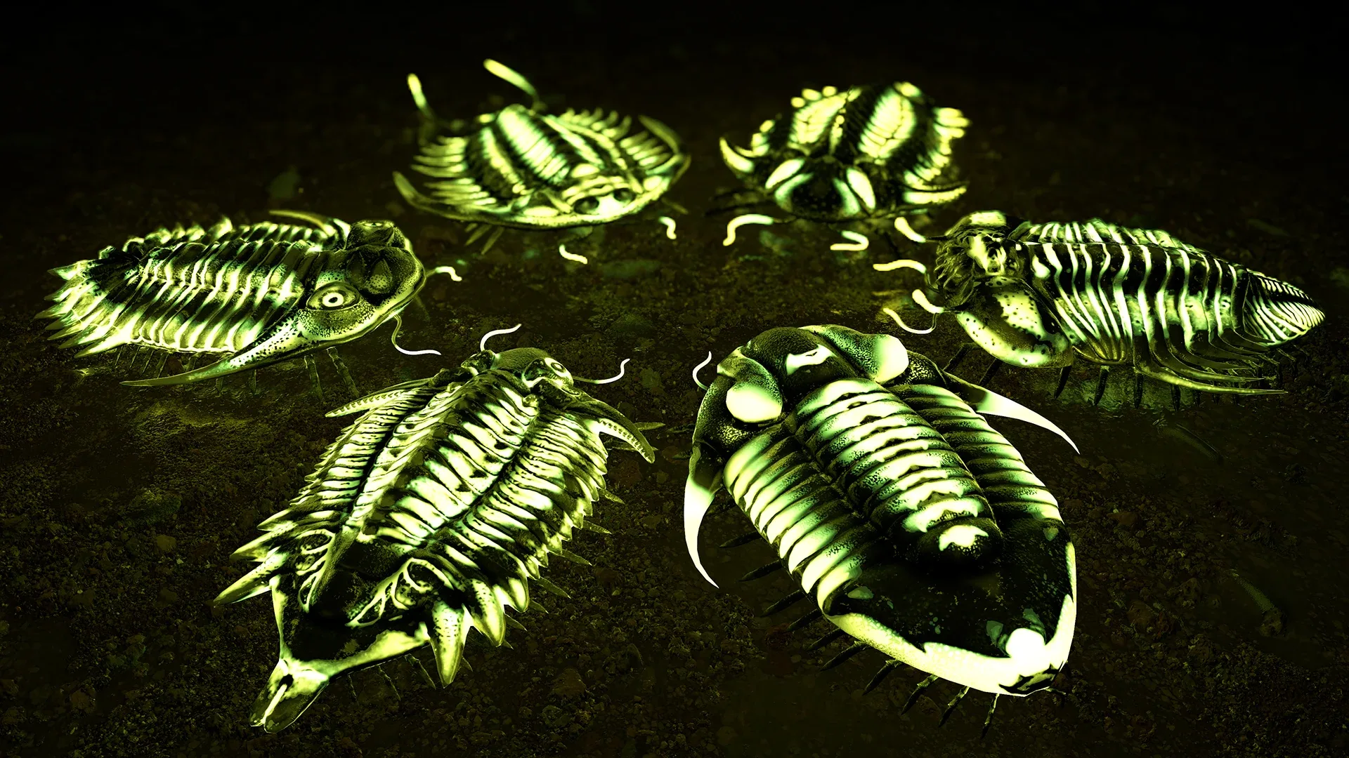 Trilobites Collection - Animated