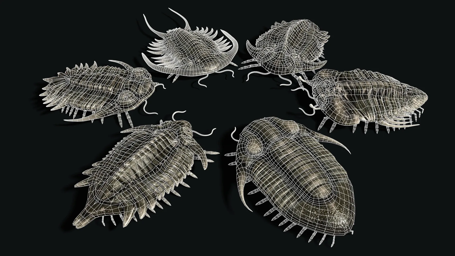 Trilobites Collection - Animated