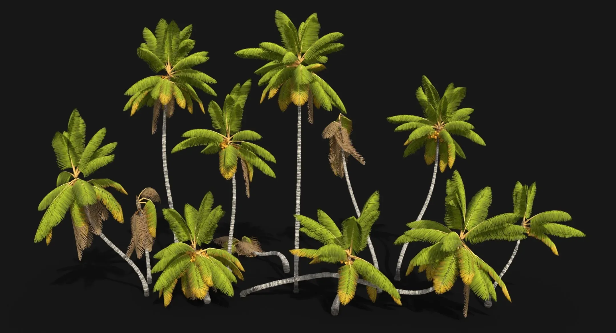 Coconut Palm Trees Asset 1