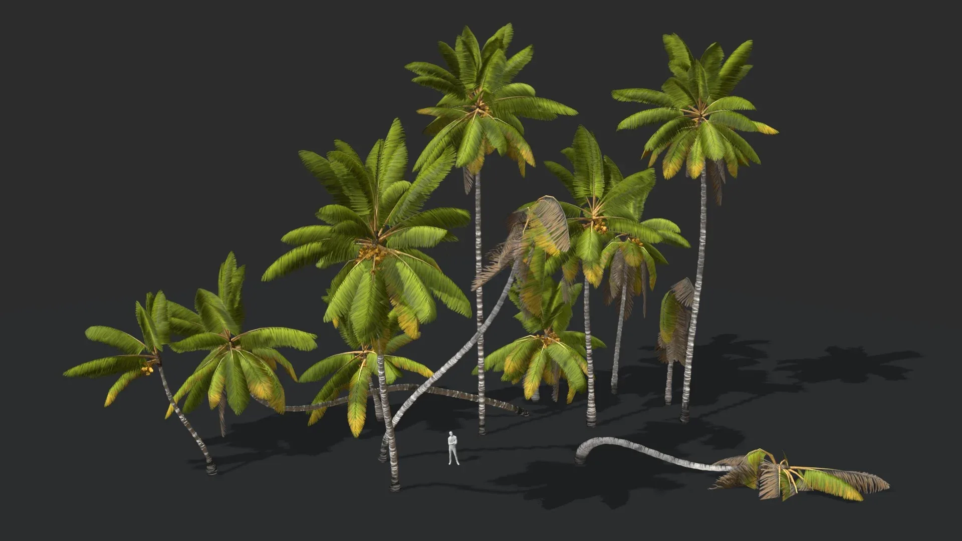 Coconut Palm Trees Asset 1