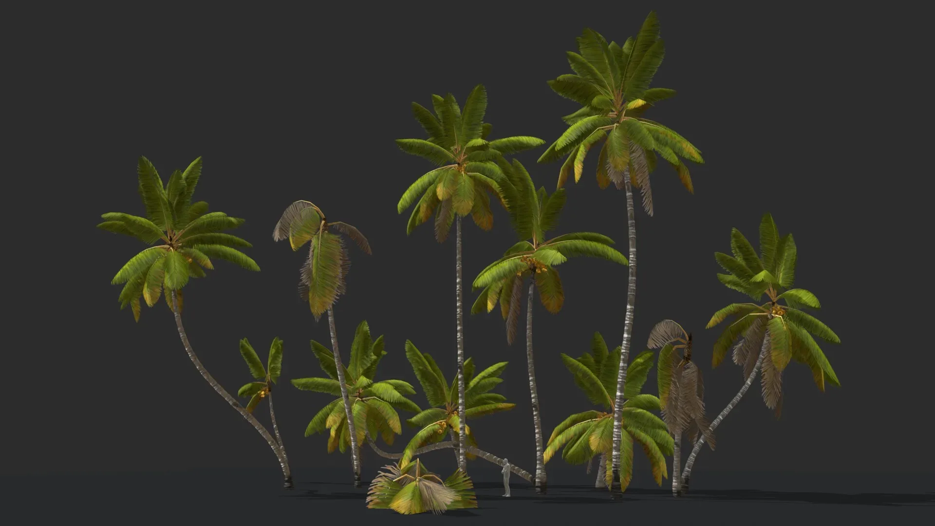 Coconut Palm Trees Asset 1