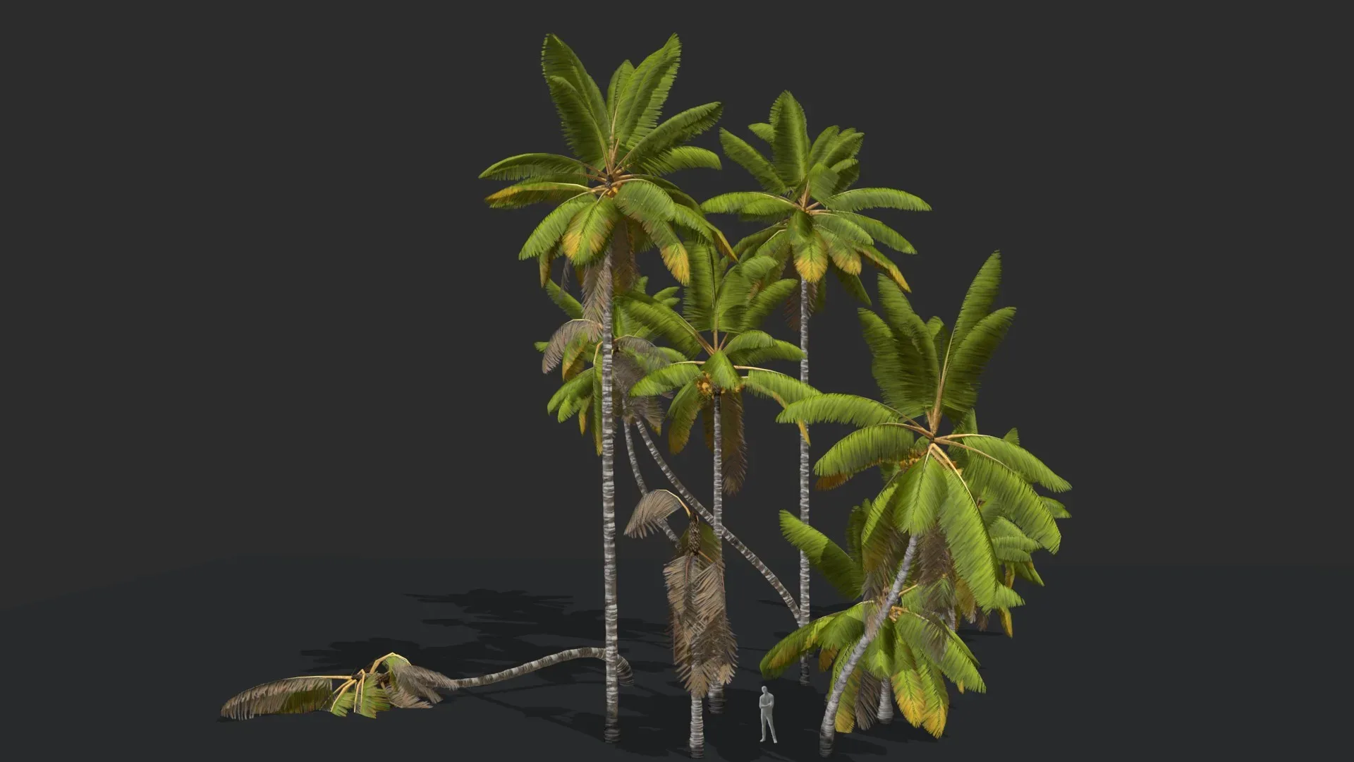 Coconut Palm Trees Asset 1