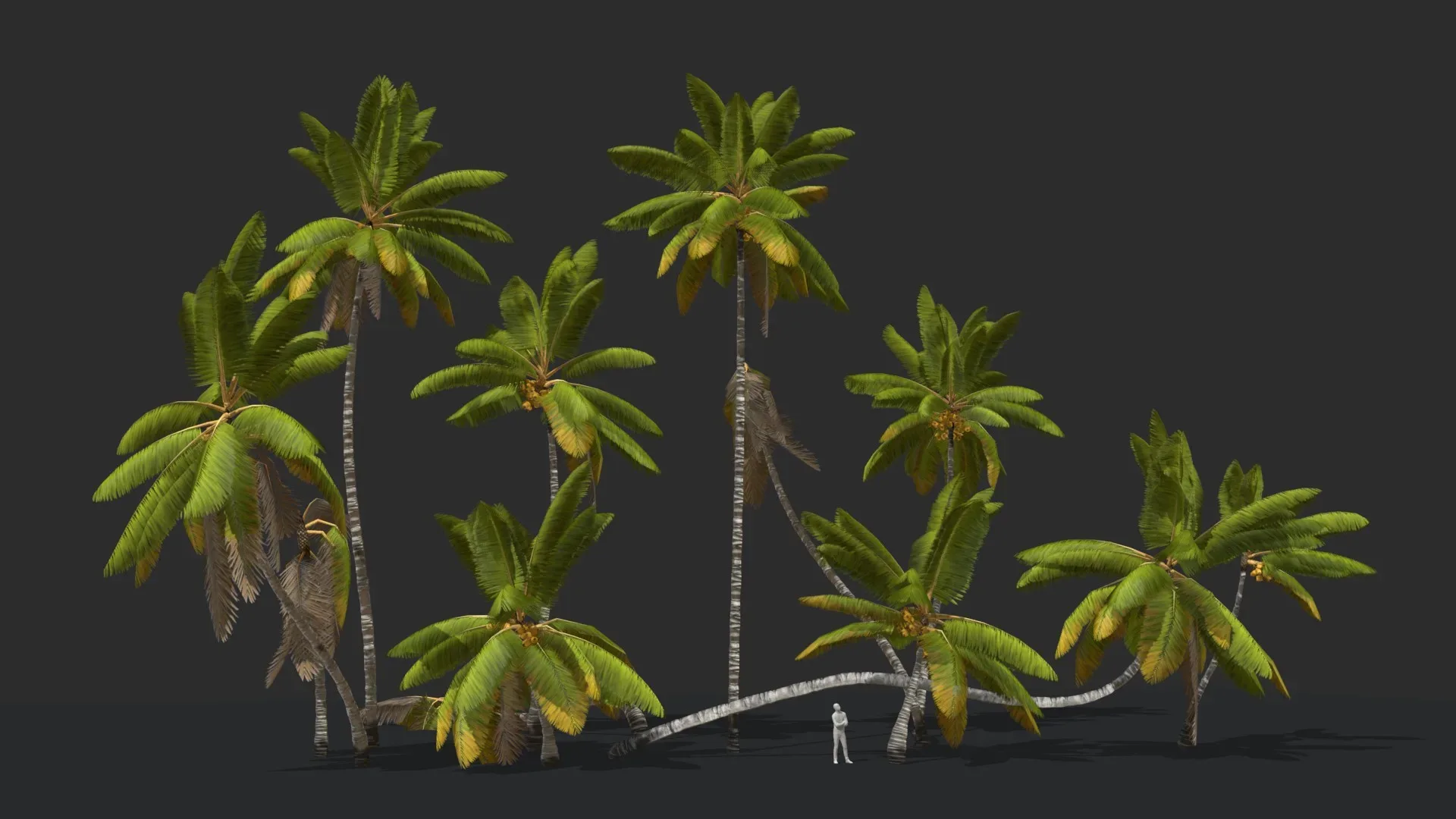 Coconut Palm Trees Asset 1