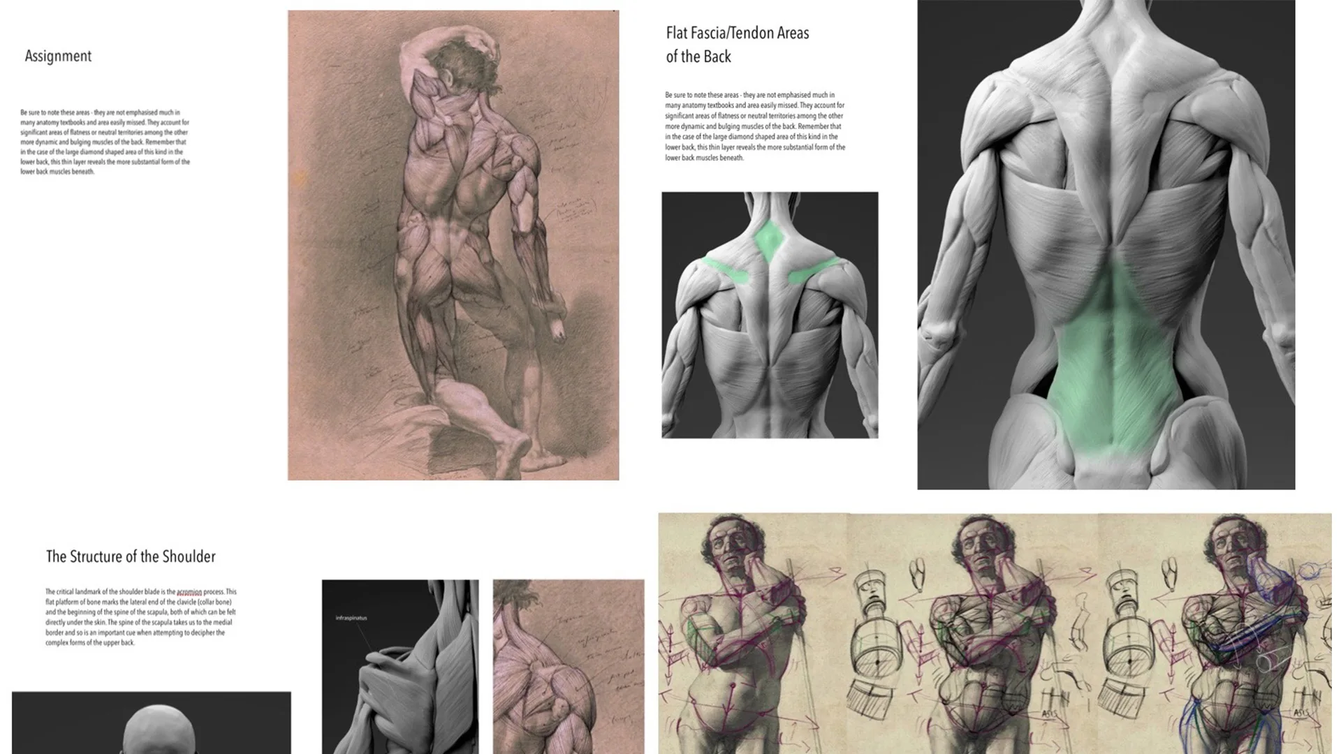 Écorché Drawing: The Male Figure