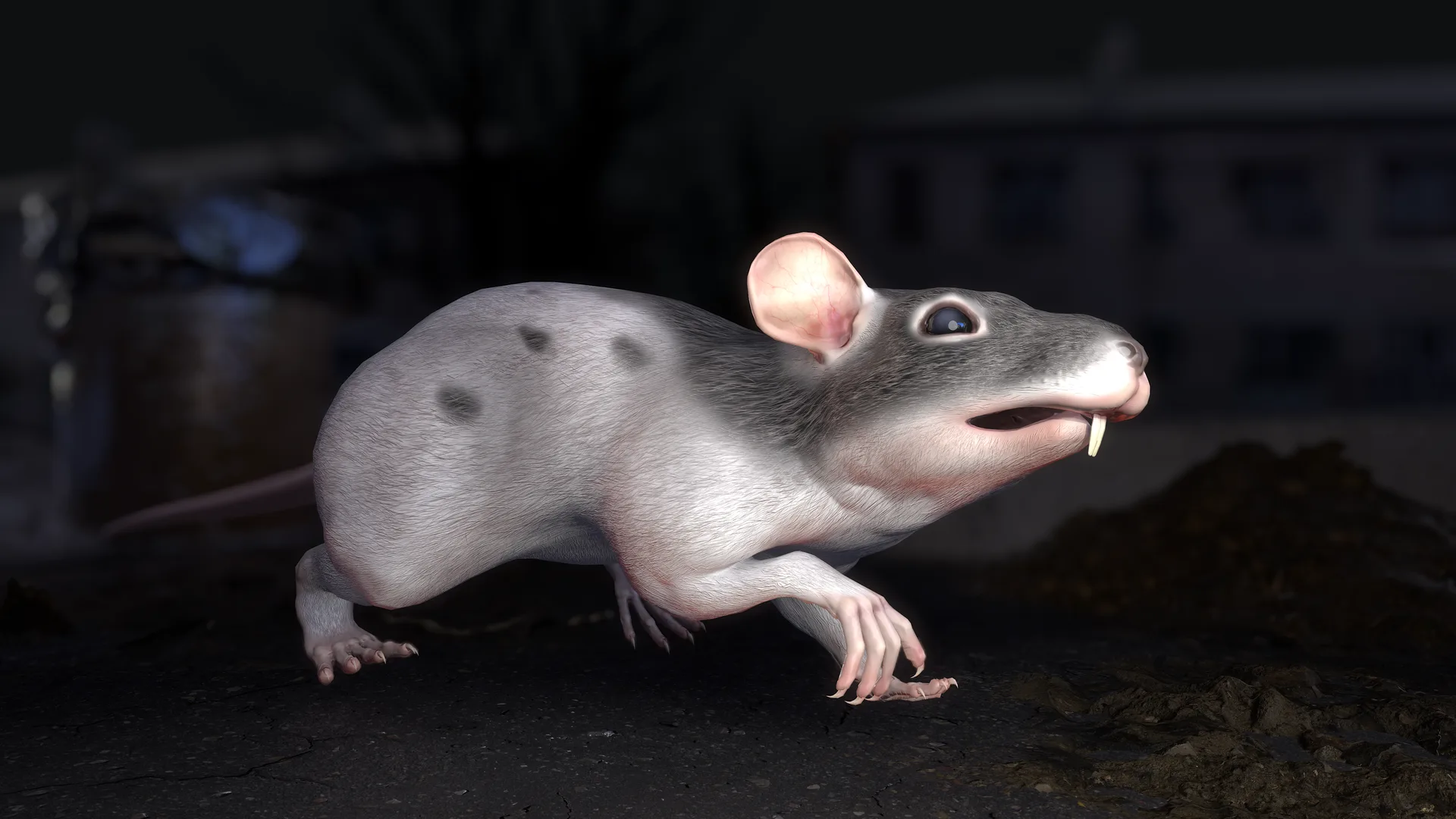 Common Rat