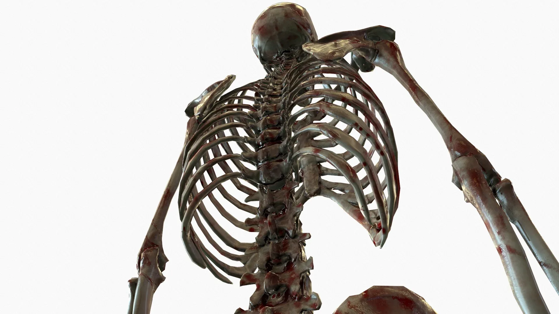 Anatomical Human Skeleton