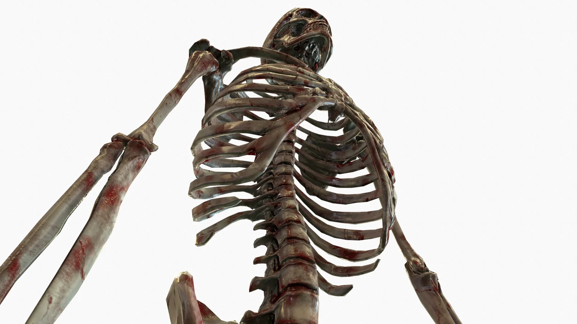 Anatomical Human Skeleton