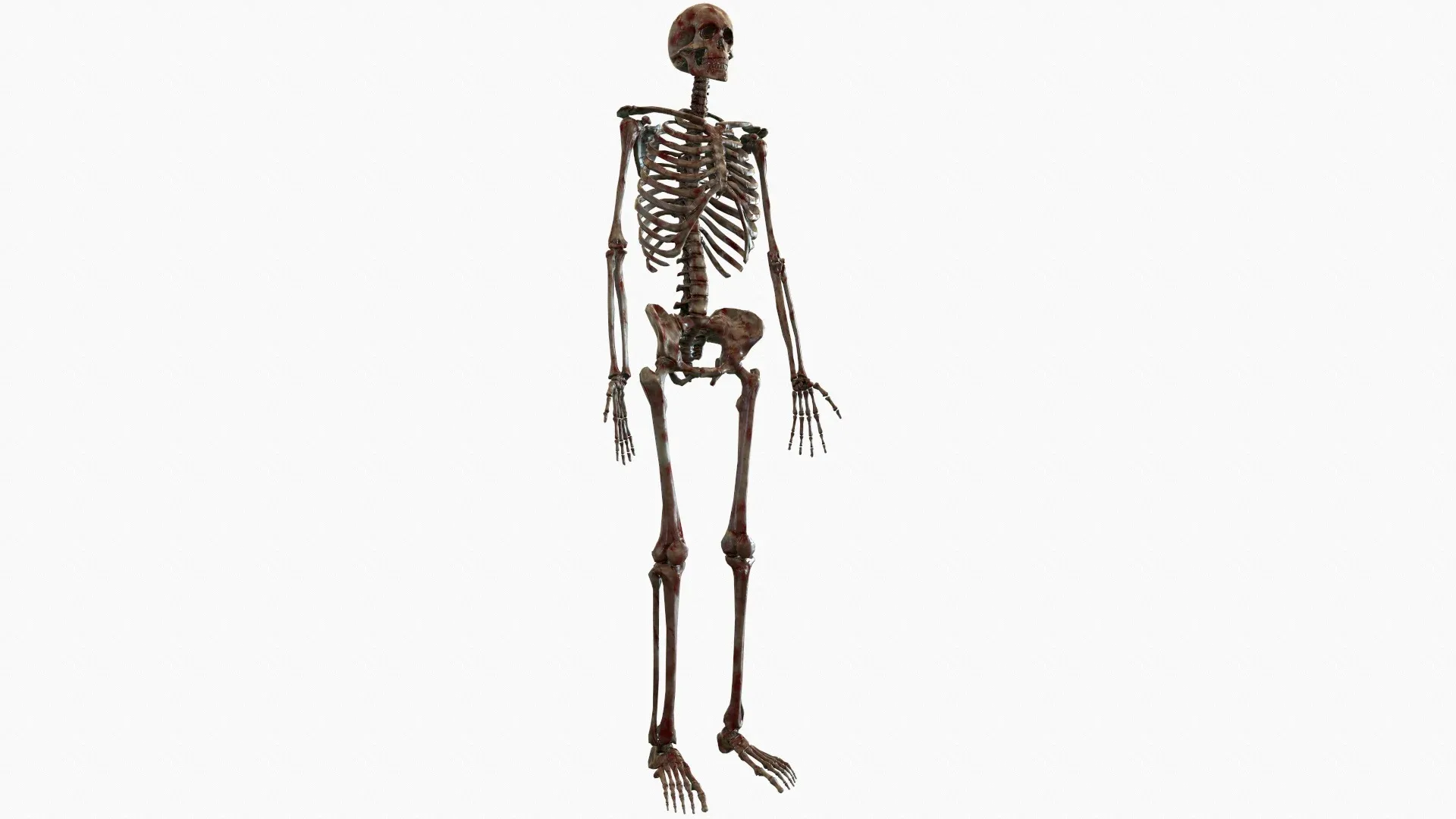 Anatomical Human Skeleton