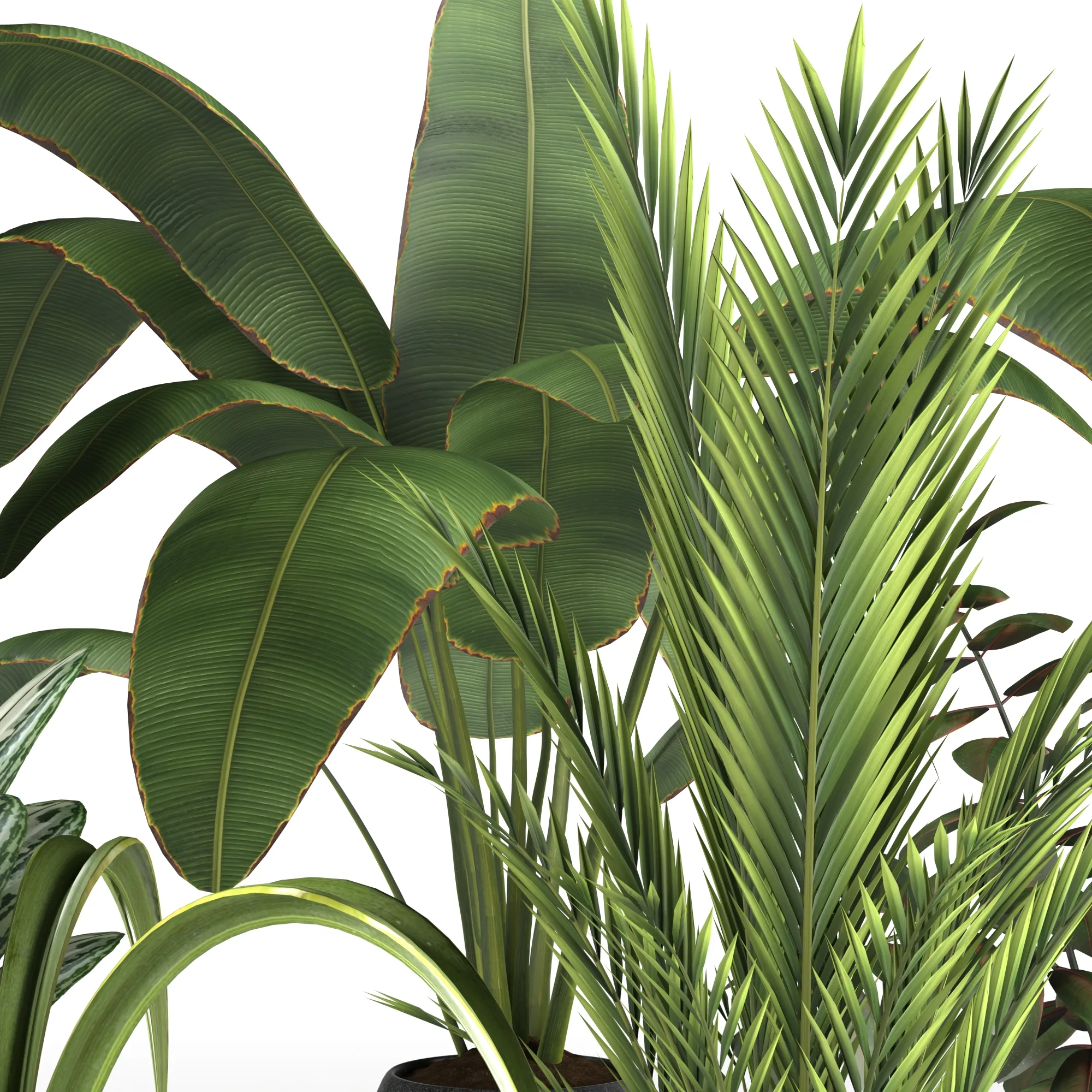 Plants Collection 4