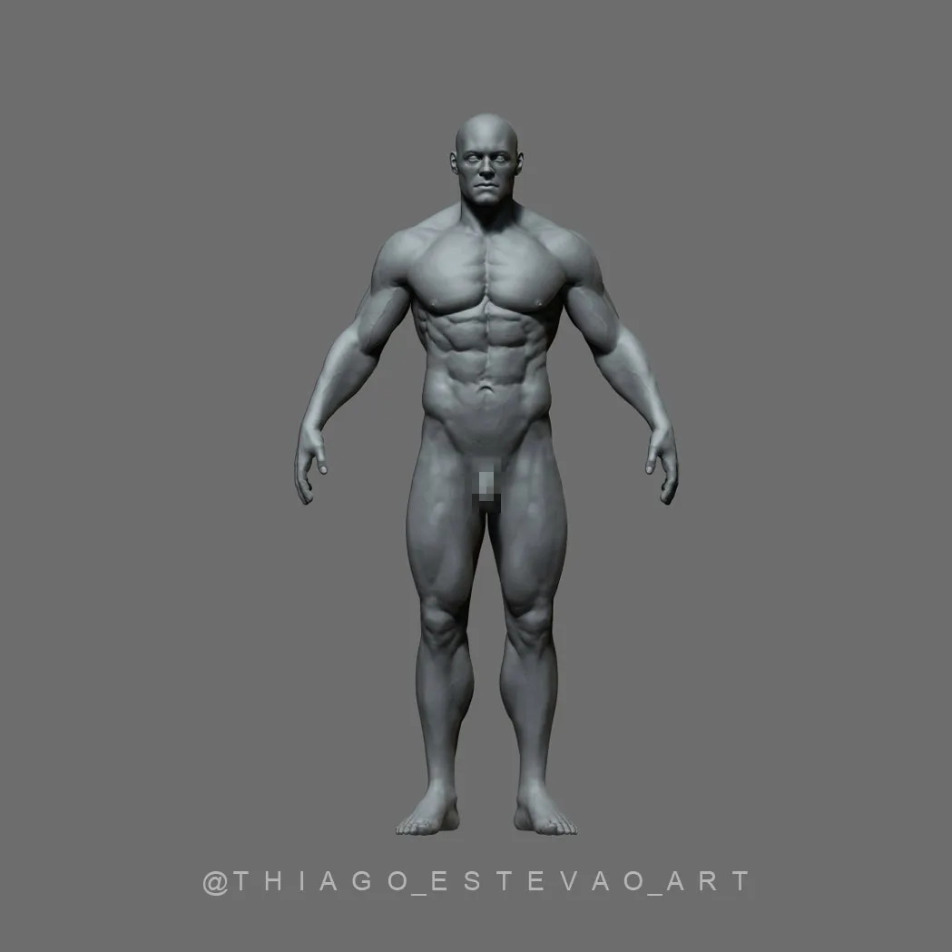 Male Anatomy Model