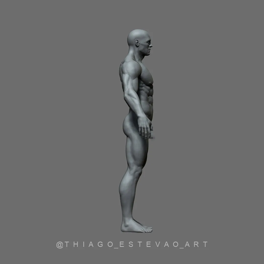 Male Anatomy Model