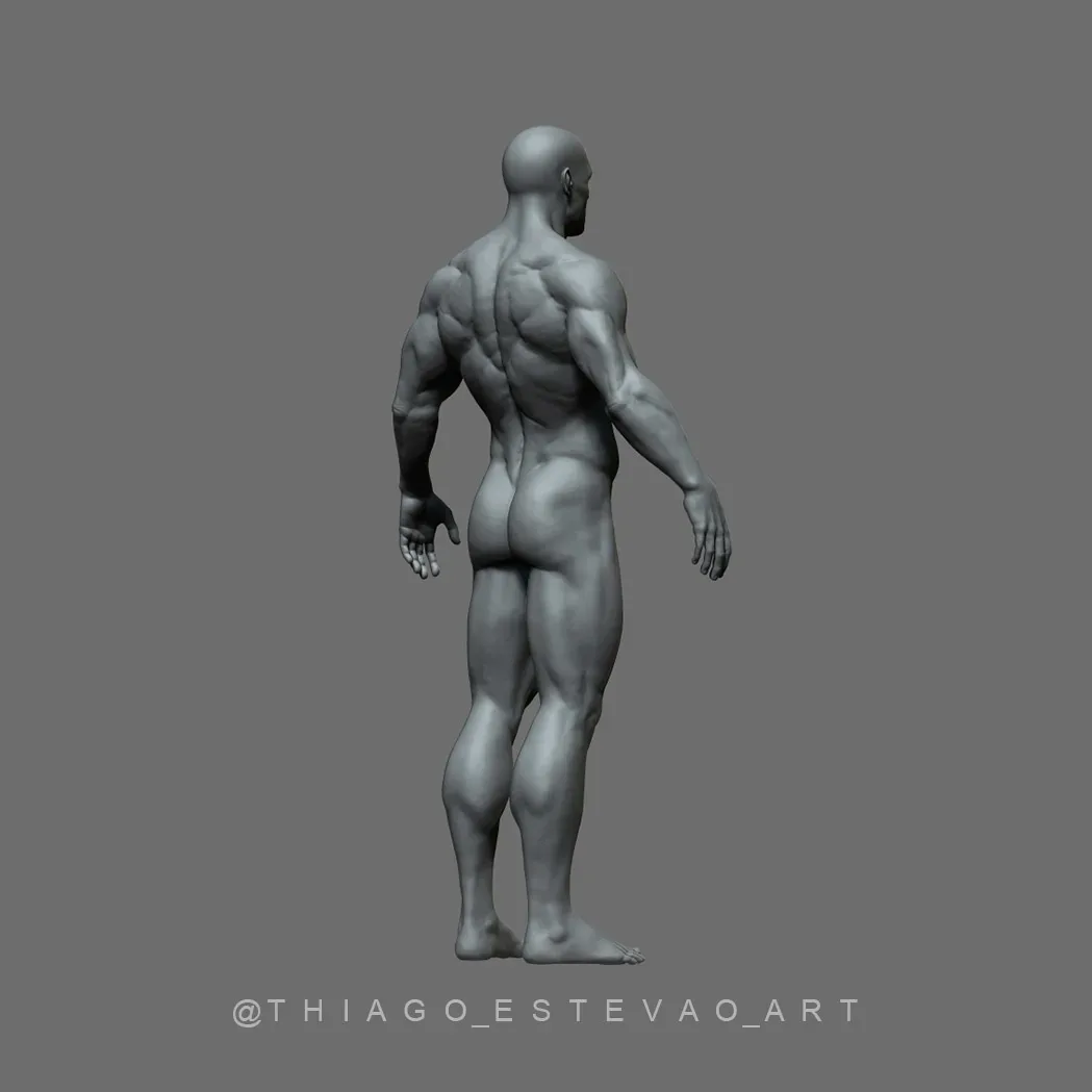 Male Anatomy Model