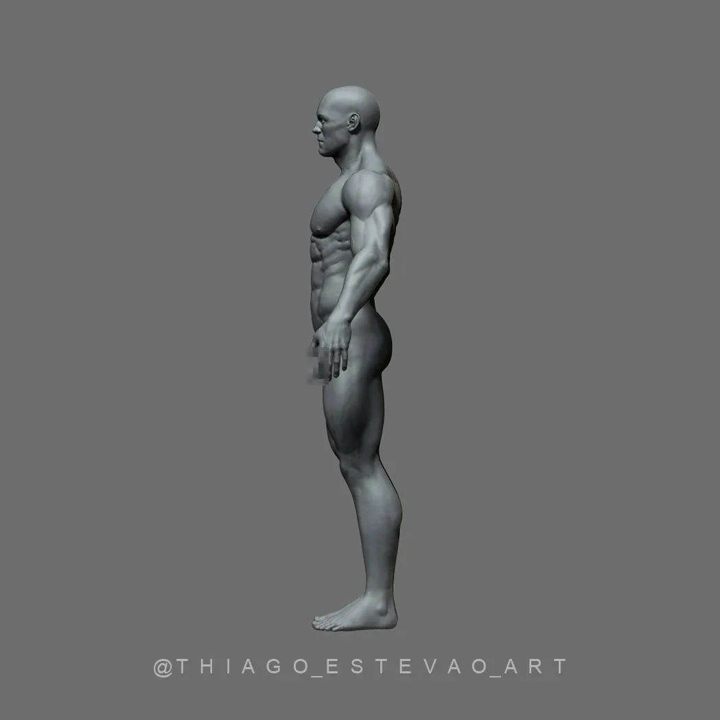 Male Anatomy Model