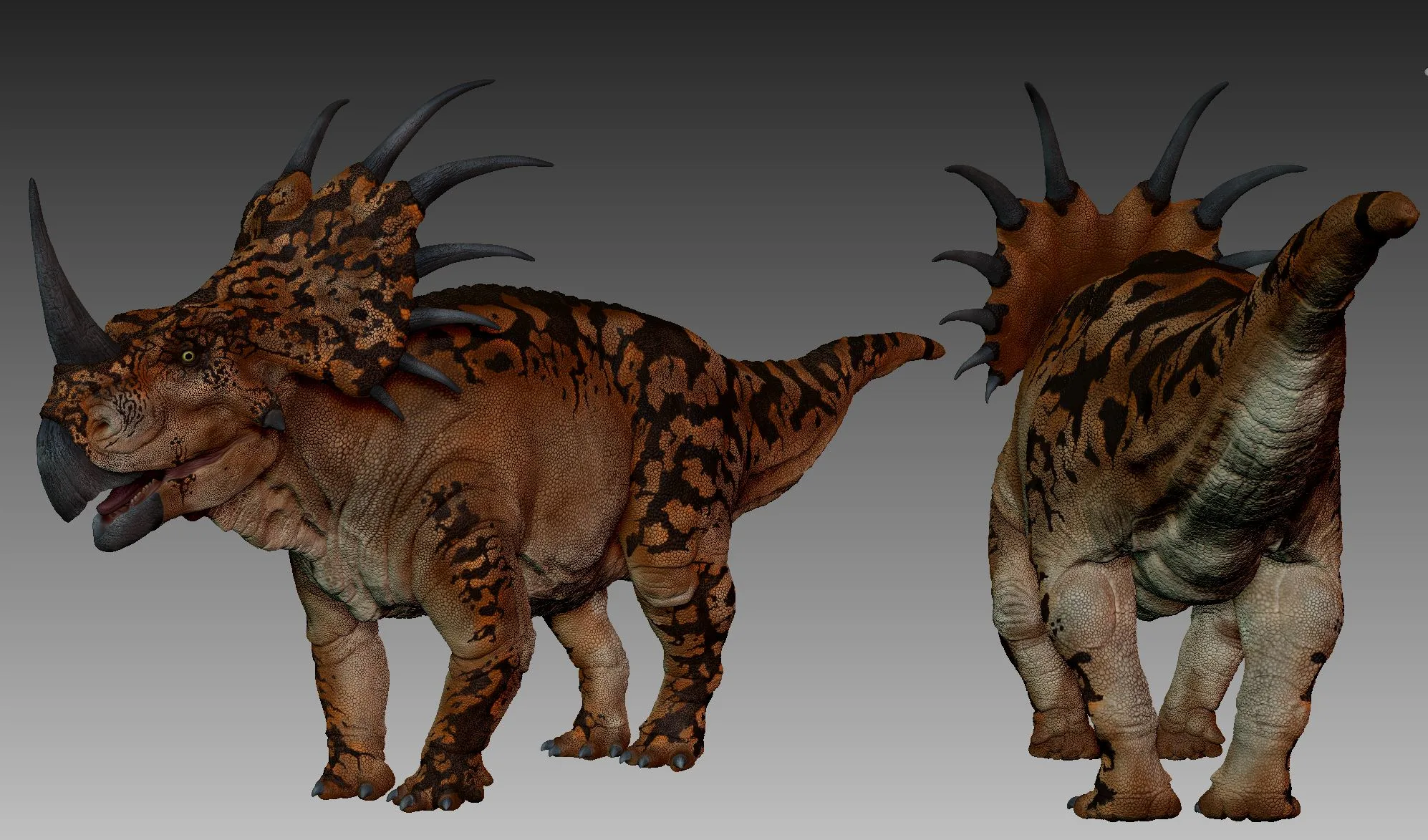 Styracosaurus Model