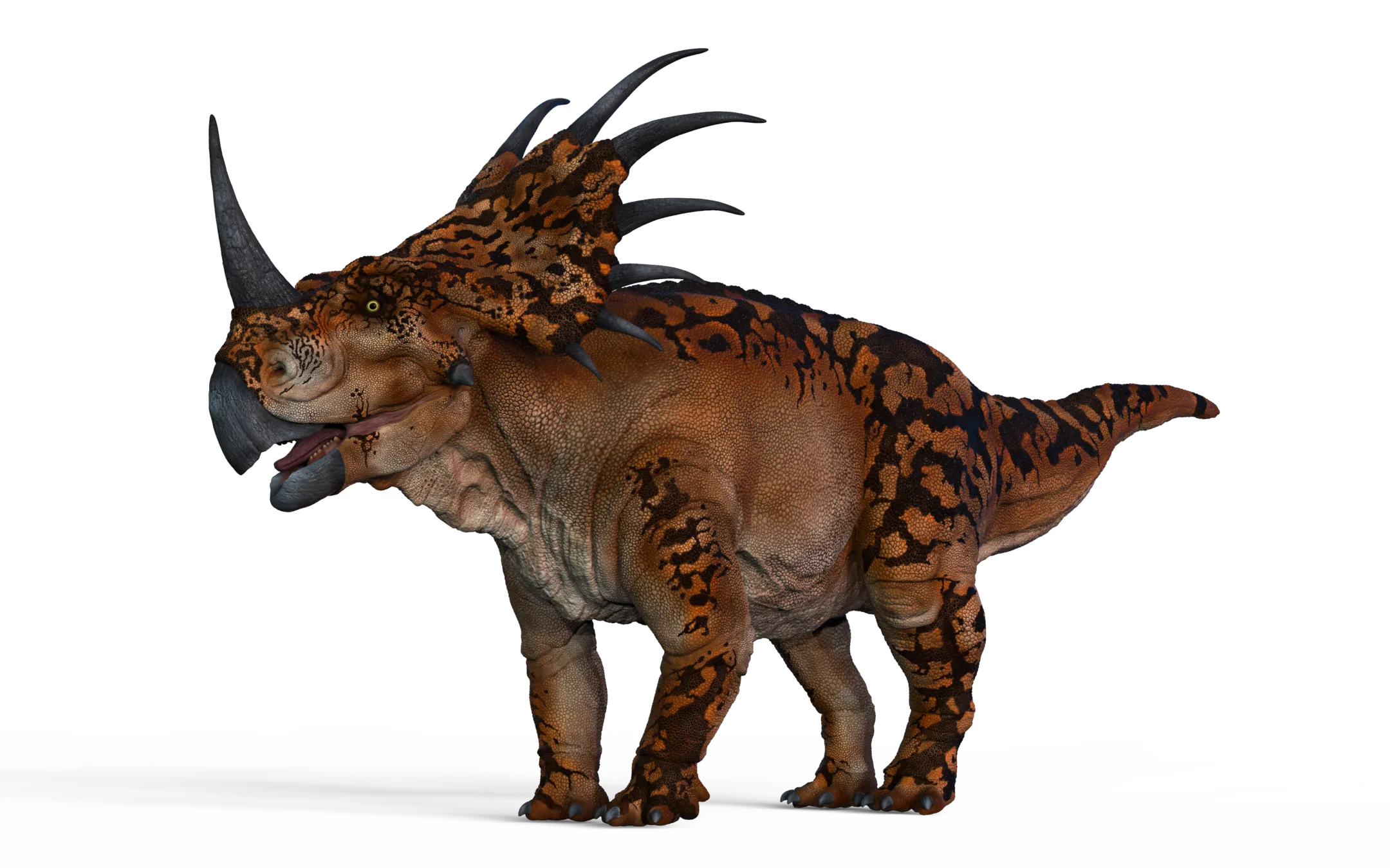 Styracosaurus Model