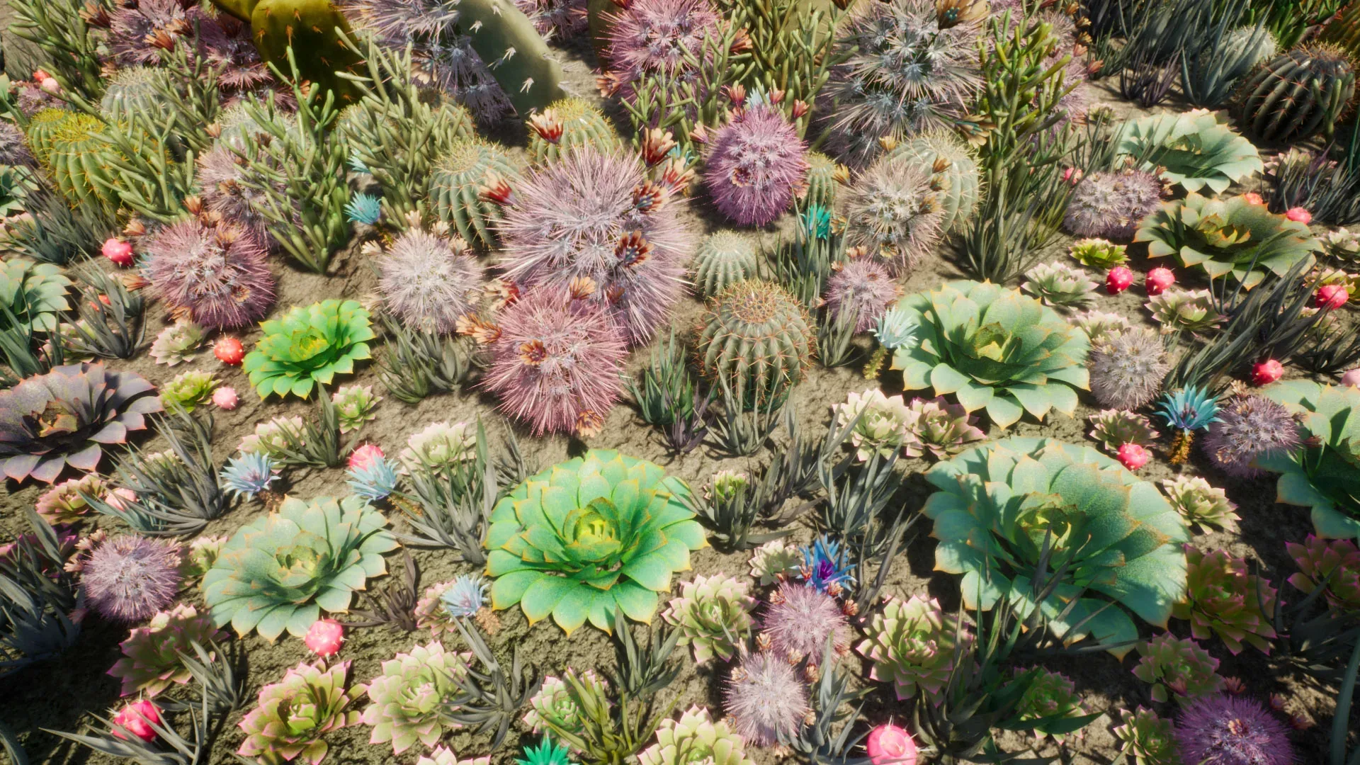 Cactus Plants: Desert Garden