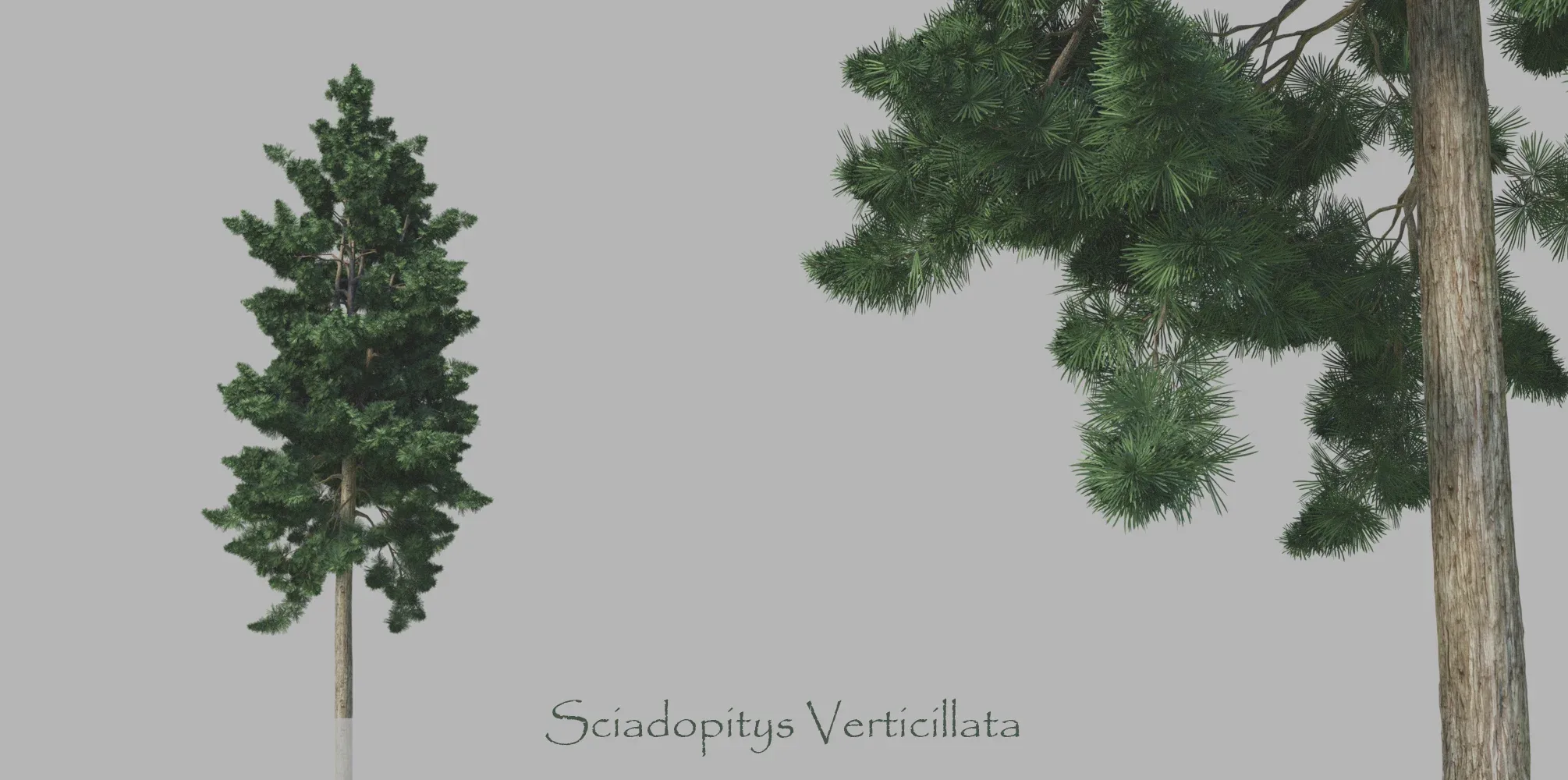 Conifers Trees Pack