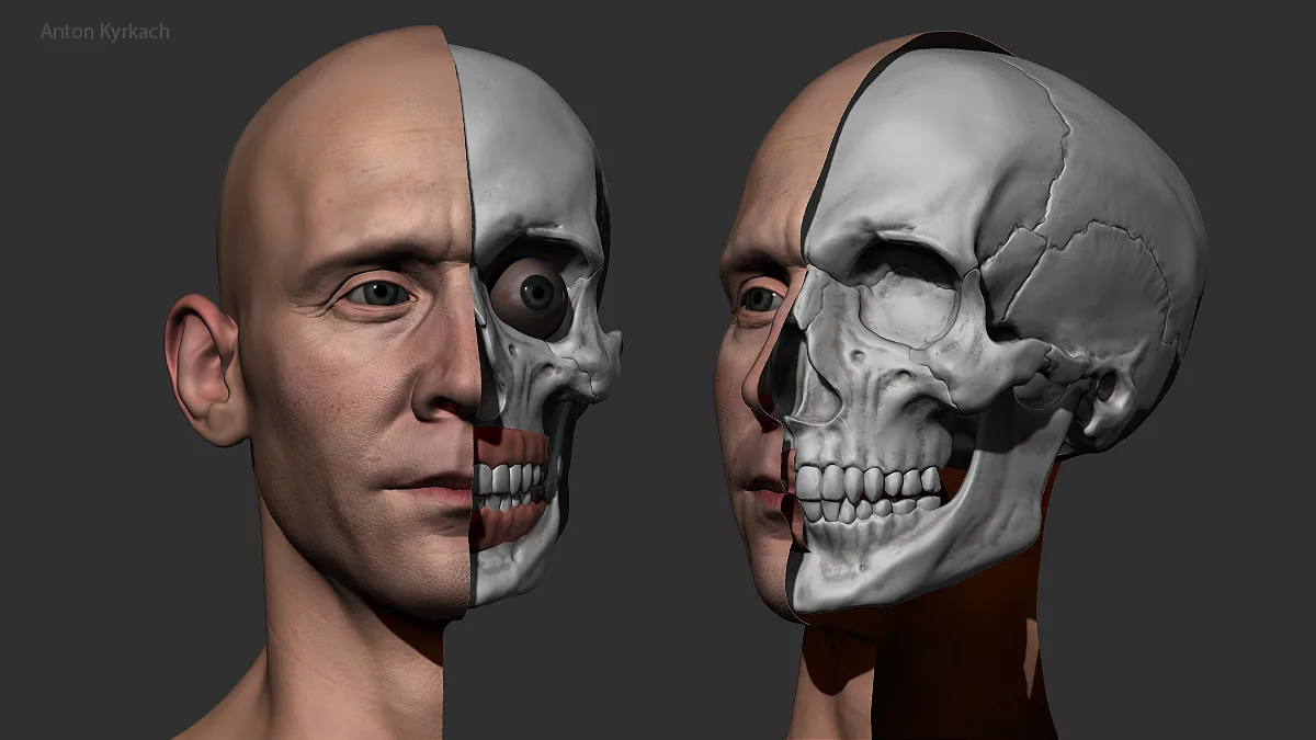 Male Head Basemesh