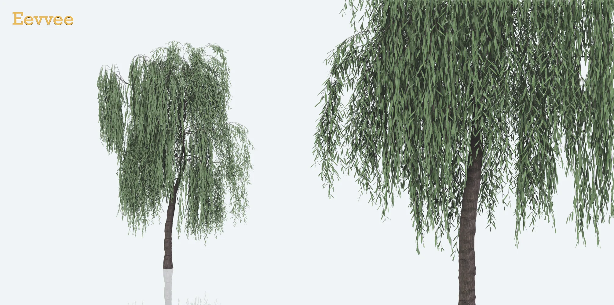 Weeping Willow Trees